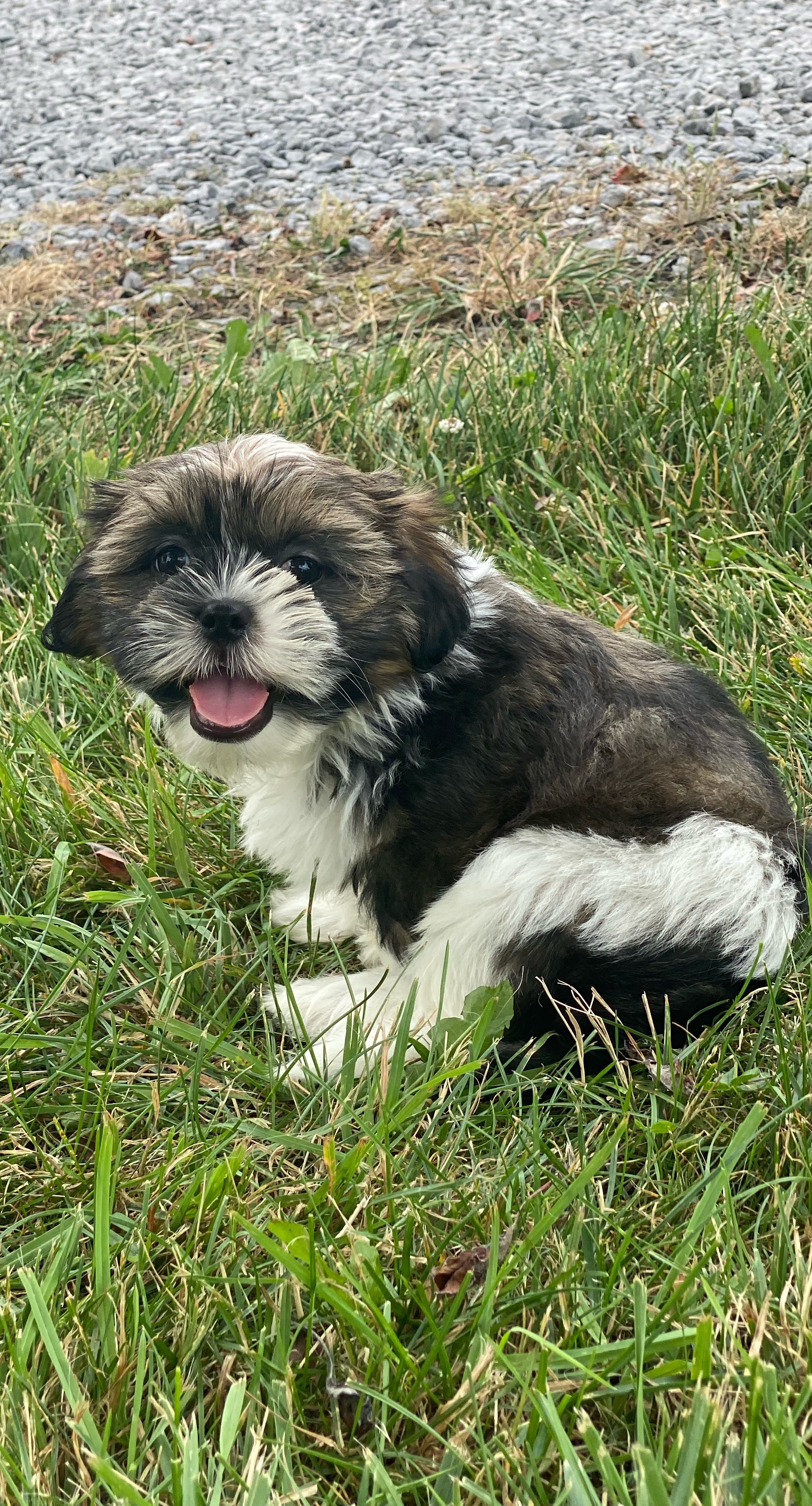 puppy, for, sale, Lhasa Apso/Shih Tzu, Curtis  Martin, dog, breeder, Seneca Falls, NY, dog-breeder, puppy-for-sale, forsale, nearby, find, puppyfind, locator, puppylocator, aca