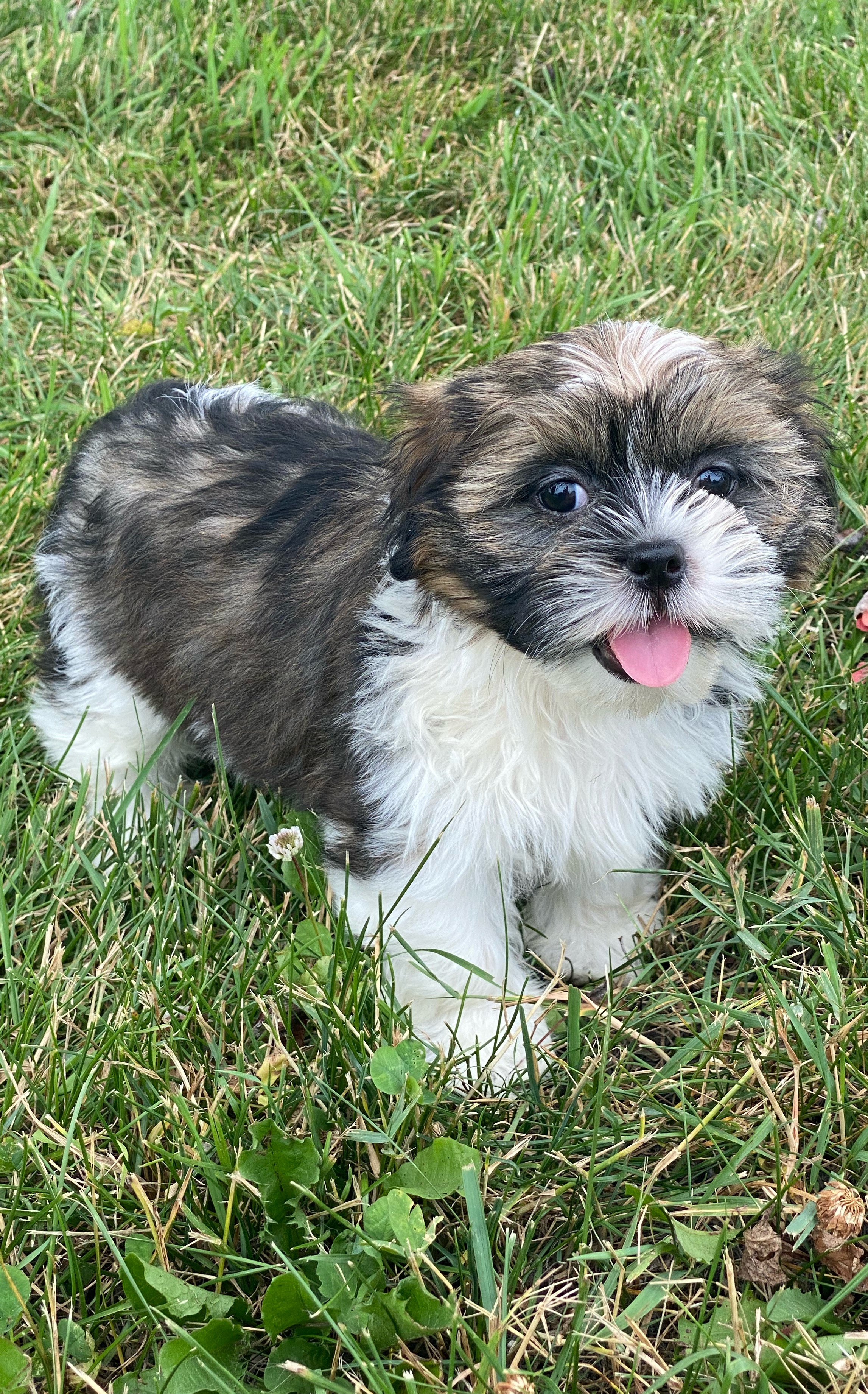 puppy, for, sale, Lhasa Apso/Shih Tzu, Curtis  Martin, dog, breeder, Seneca Falls, NY, dog-breeder, puppy-for-sale, forsale, nearby, find, puppyfind, locator, puppylocator, aca