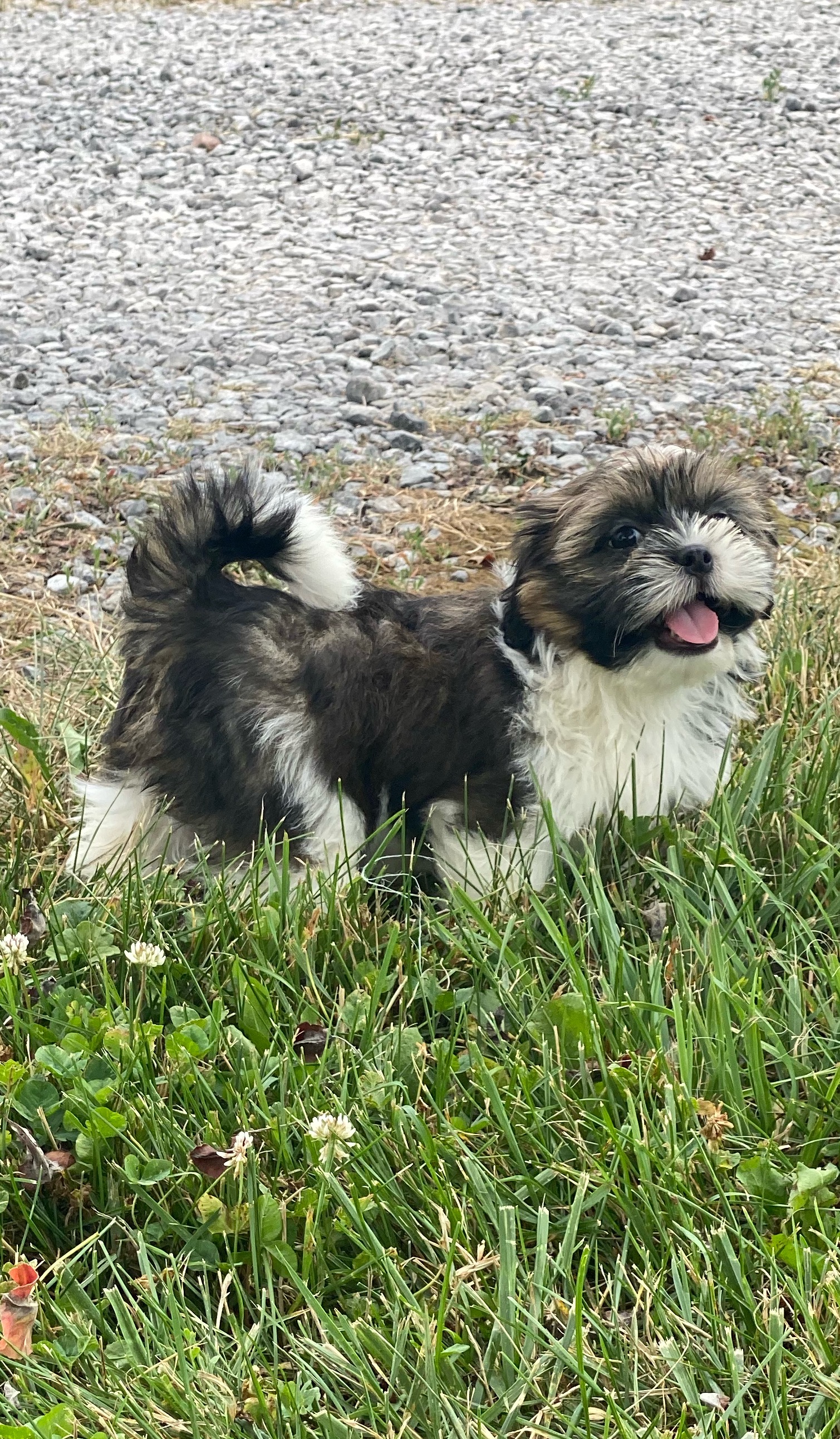 puppy, for, sale, Lhasa Apso/Shih Tzu, Curtis  Martin, dog, breeder, Seneca Falls, NY, dog-breeder, puppy-for-sale, forsale, nearby, find, puppyfind, locator, puppylocator, aca