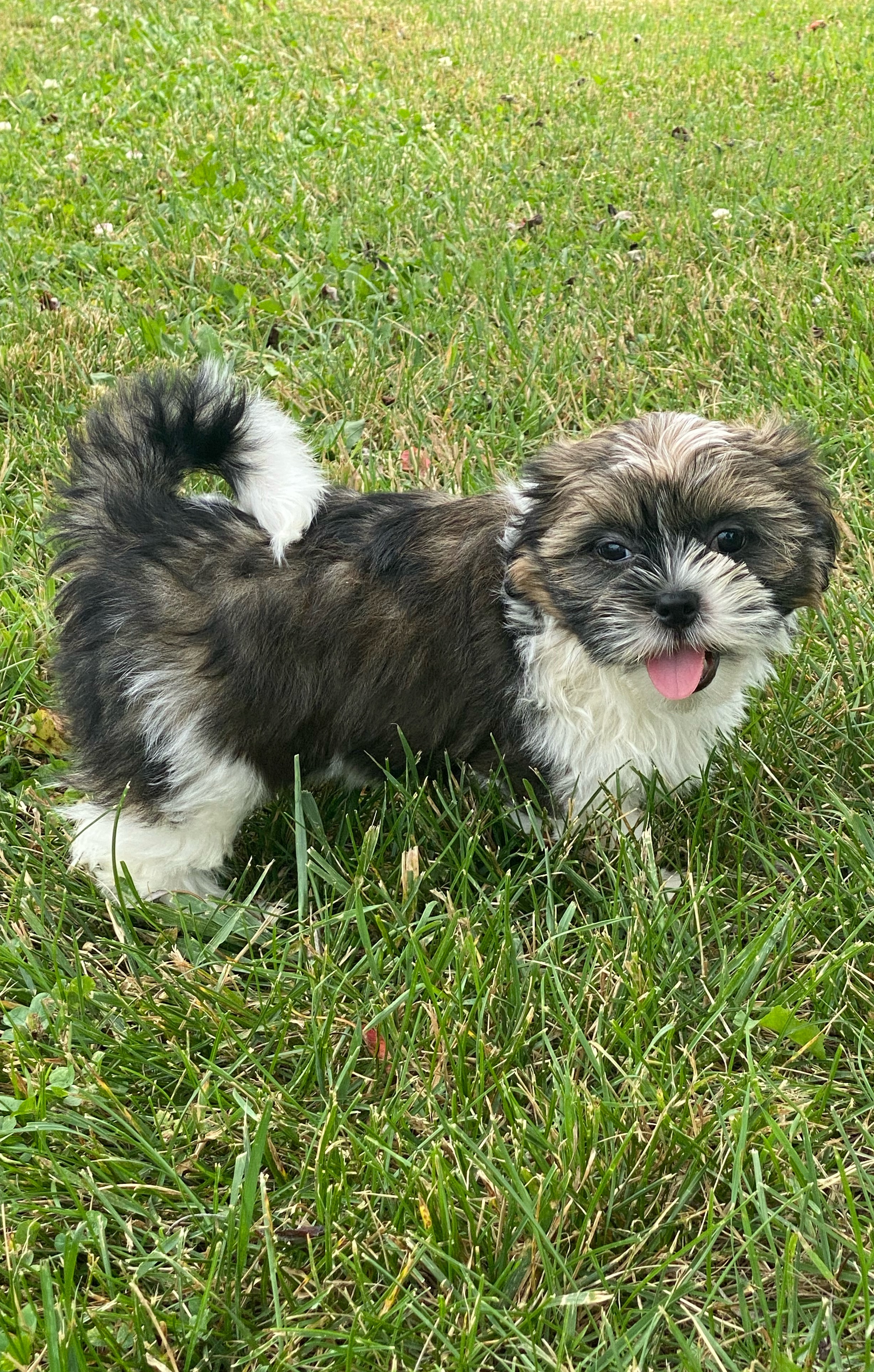 puppy, for, sale, Lhasa Apso/Shih Tzu, Curtis  Martin, dog, breeder, Seneca Falls, NY, dog-breeder, puppy-for-sale, forsale, nearby, find, puppyfind, locator, puppylocator, aca