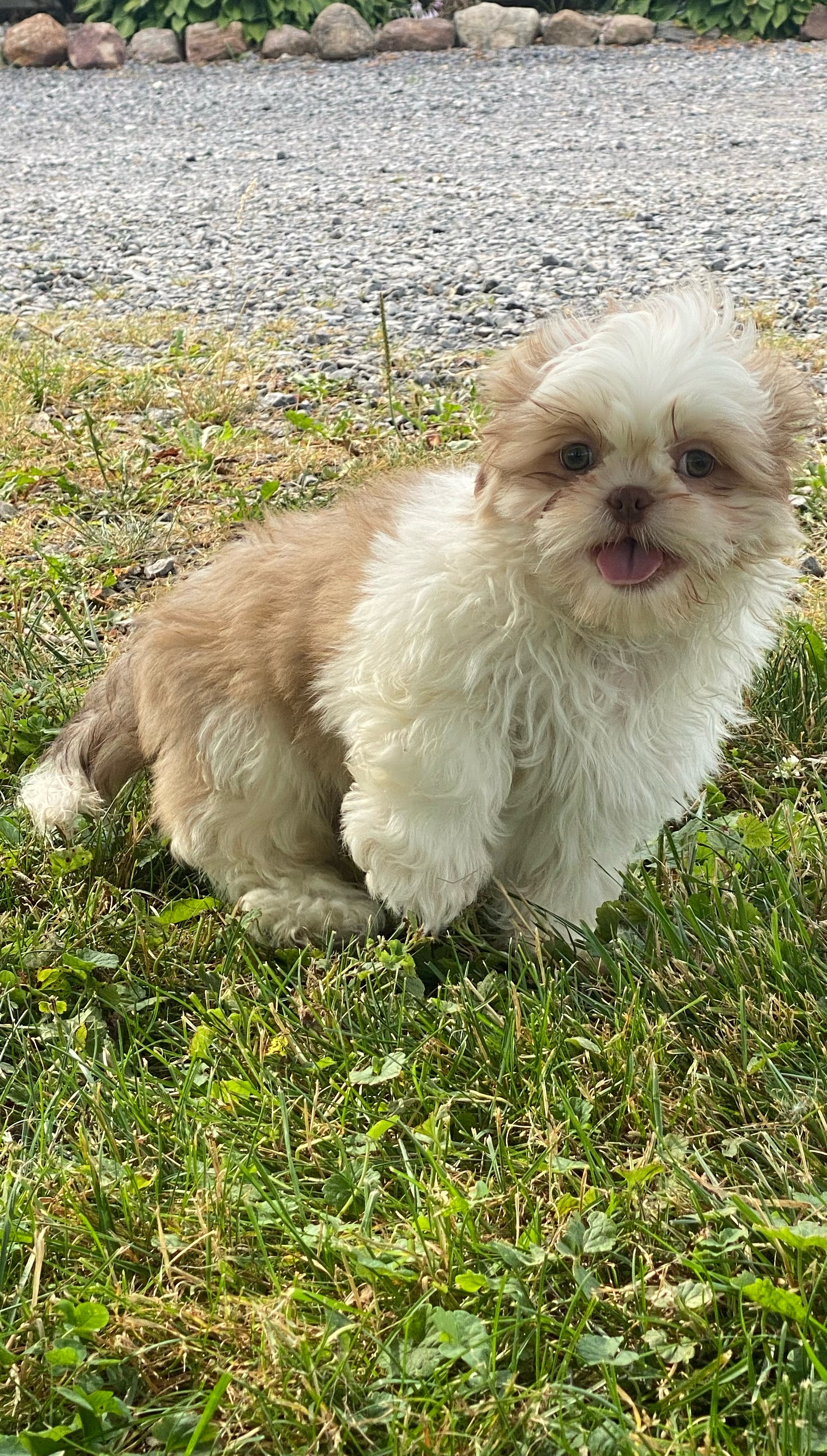 puppy, for, sale, Shih Tzu, Curtis  Martin, dog, breeder, Seneca Falls, NY, dog-breeder, puppy-for-sale, forsale, nearby, find, puppyfind, locator, puppylocator, aca