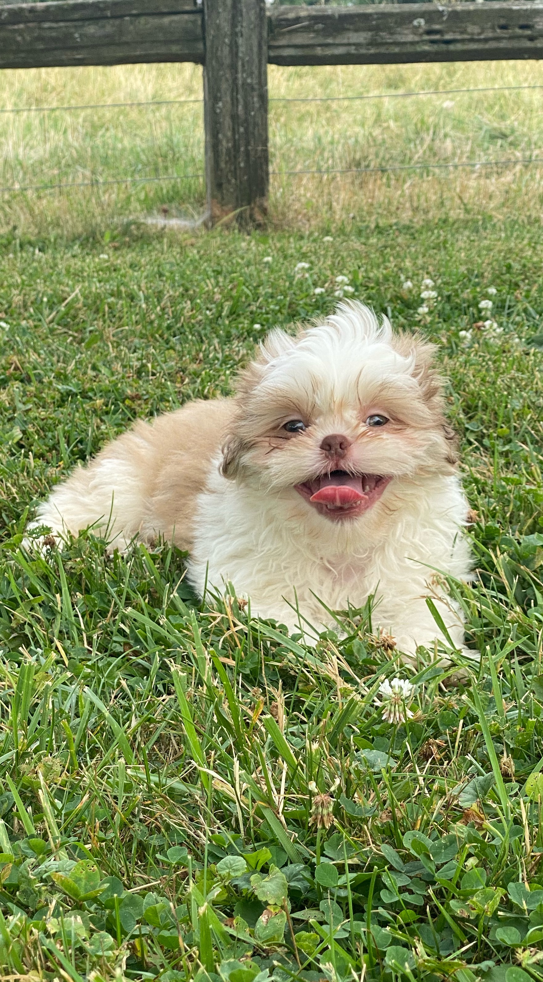 puppy, for, sale, Shih Tzu, Curtis  Martin, dog, breeder, Seneca Falls, NY, dog-breeder, puppy-for-sale, forsale, nearby, find, puppyfind, locator, puppylocator, aca