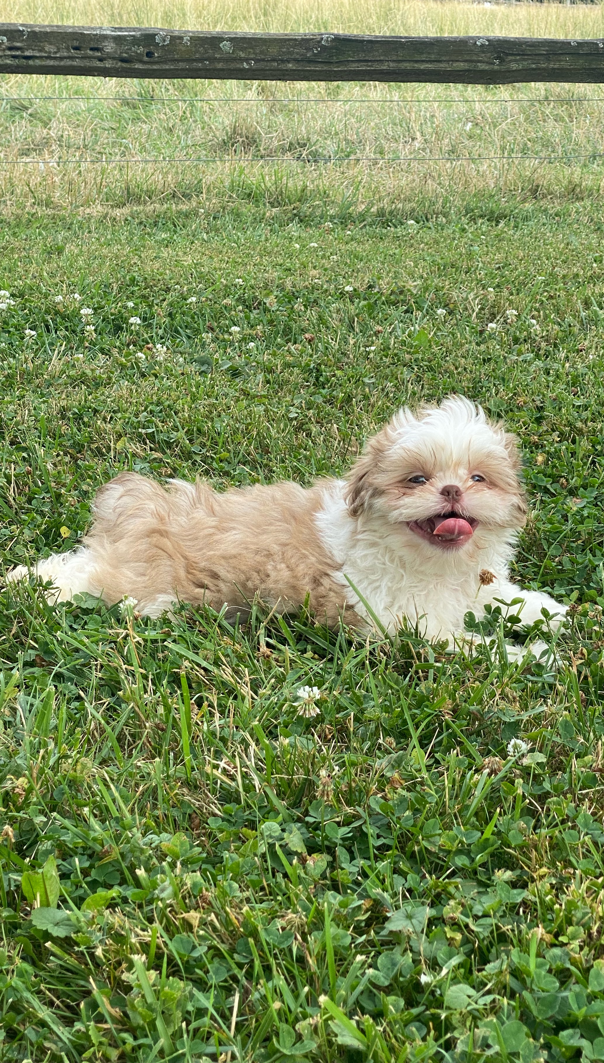 puppy, for, sale, Shih Tzu, Curtis  Martin, dog, breeder, Seneca Falls, NY, dog-breeder, puppy-for-sale, forsale, nearby, find, puppyfind, locator, puppylocator, aca