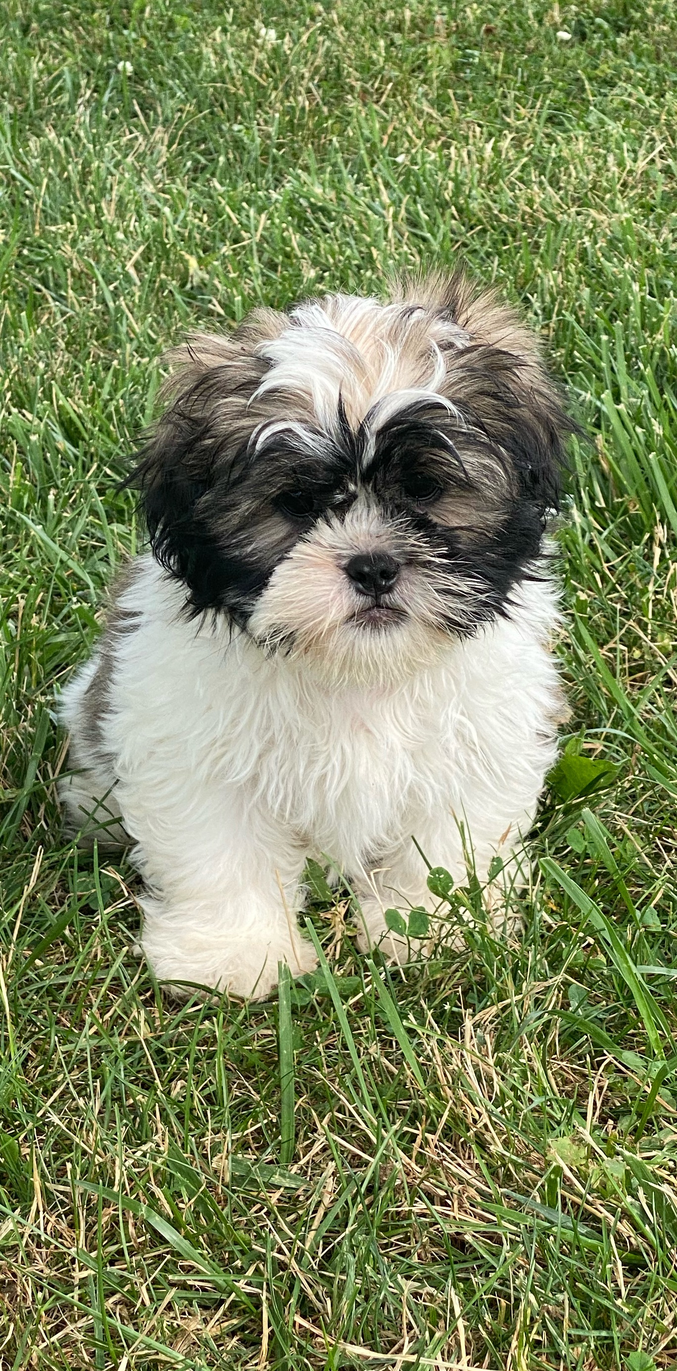 puppy, for, sale, Shih Tzu, Curtis  Martin, dog, breeder, Seneca Falls, NY, dog-breeder, puppy-for-sale, forsale, nearby, find, puppyfind, locator, puppylocator, aca