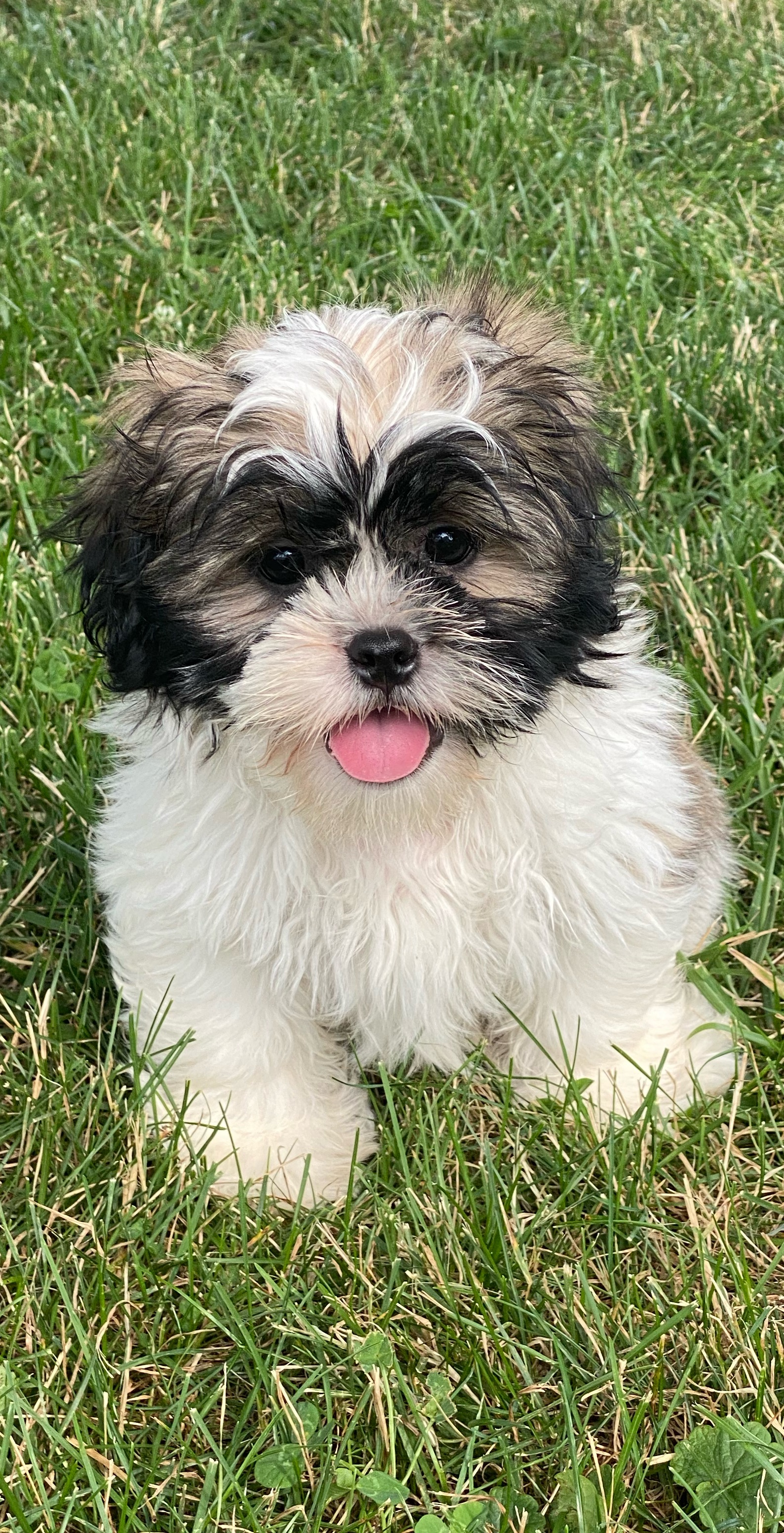 puppy, for, sale, Shih Tzu, Curtis  Martin, dog, breeder, Seneca Falls, NY, dog-breeder, puppy-for-sale, forsale, nearby, find, puppyfind, locator, puppylocator, aca