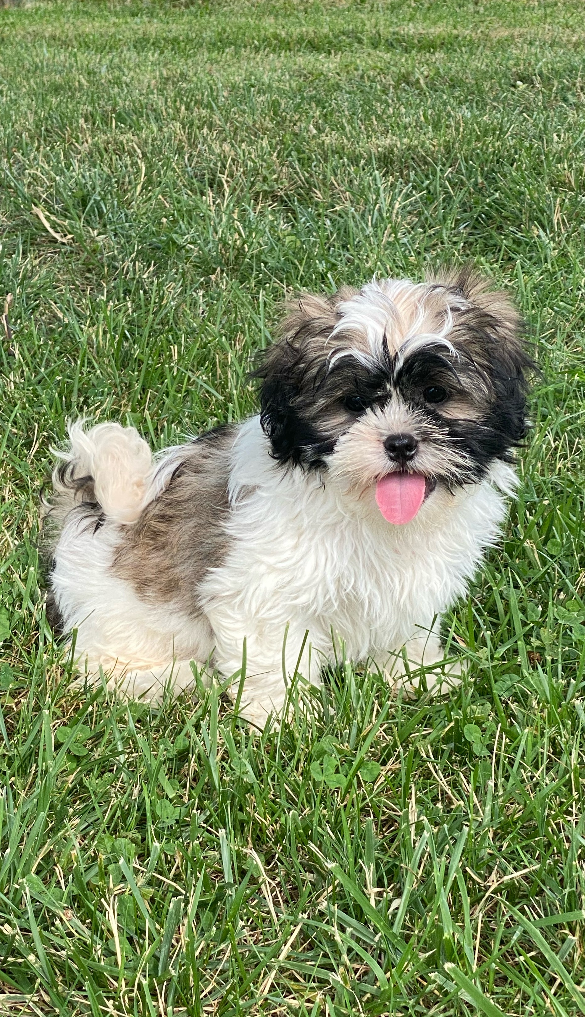 puppy, for, sale, Shih Tzu, Curtis  Martin, dog, breeder, Seneca Falls, NY, dog-breeder, puppy-for-sale, forsale, nearby, find, puppyfind, locator, puppylocator, aca