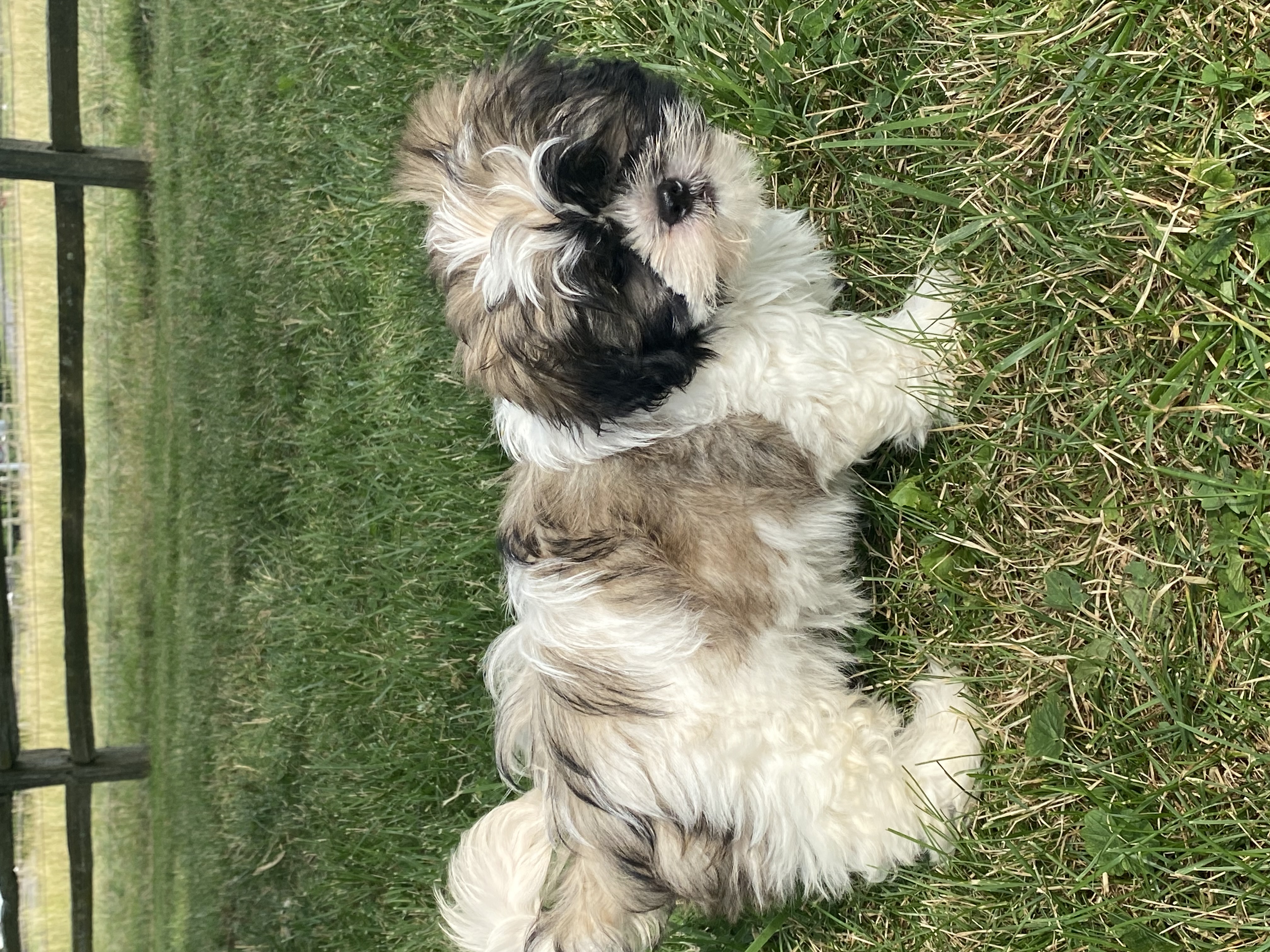 puppy, for, sale, Shih Tzu, Curtis  Martin, dog, breeder, Seneca Falls, NY, dog-breeder, puppy-for-sale, forsale, nearby, find, puppyfind, locator, puppylocator, aca