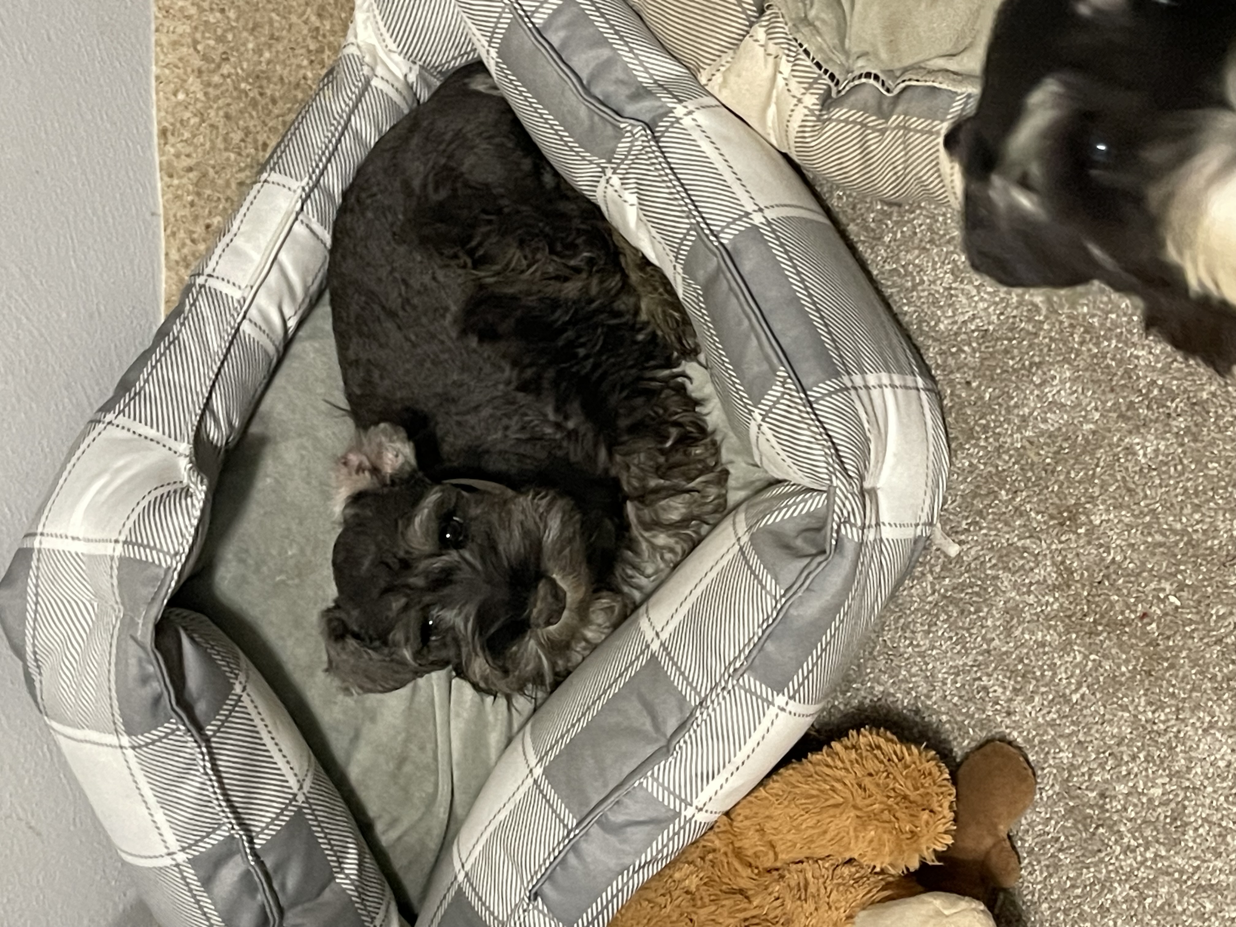 puppy, for, sale, Miniature Schnauzer, Rachel  Meade - Driesbaugh, dog, breeder, Port Crane, NY, dog-breeder, puppy-for-sale, forsale, nearby, find, puppyfind, locator, puppylocator, aca