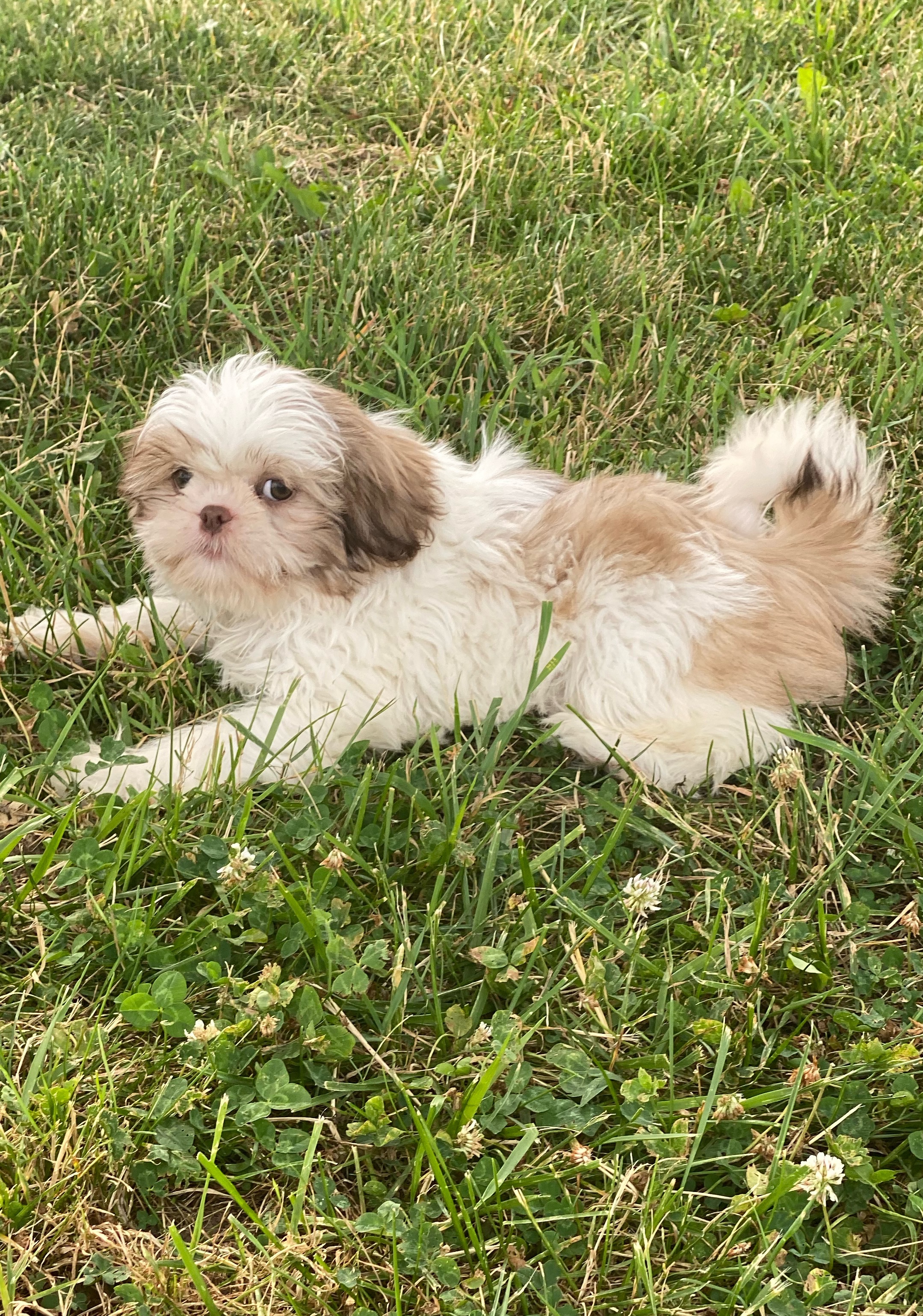 puppy, for, sale, Shih Tzu, Curtis  Martin, dog, breeder, Seneca Falls, NY, dog-breeder, puppy-for-sale, forsale, nearby, find, puppyfind, locator, puppylocator, aca