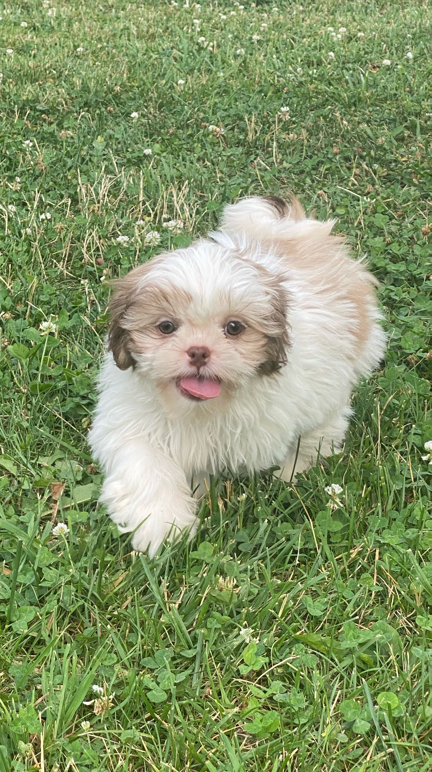 puppy, for, sale, Shih Tzu, Curtis  Martin, dog, breeder, Seneca Falls, NY, dog-breeder, puppy-for-sale, forsale, nearby, find, puppyfind, locator, puppylocator, aca