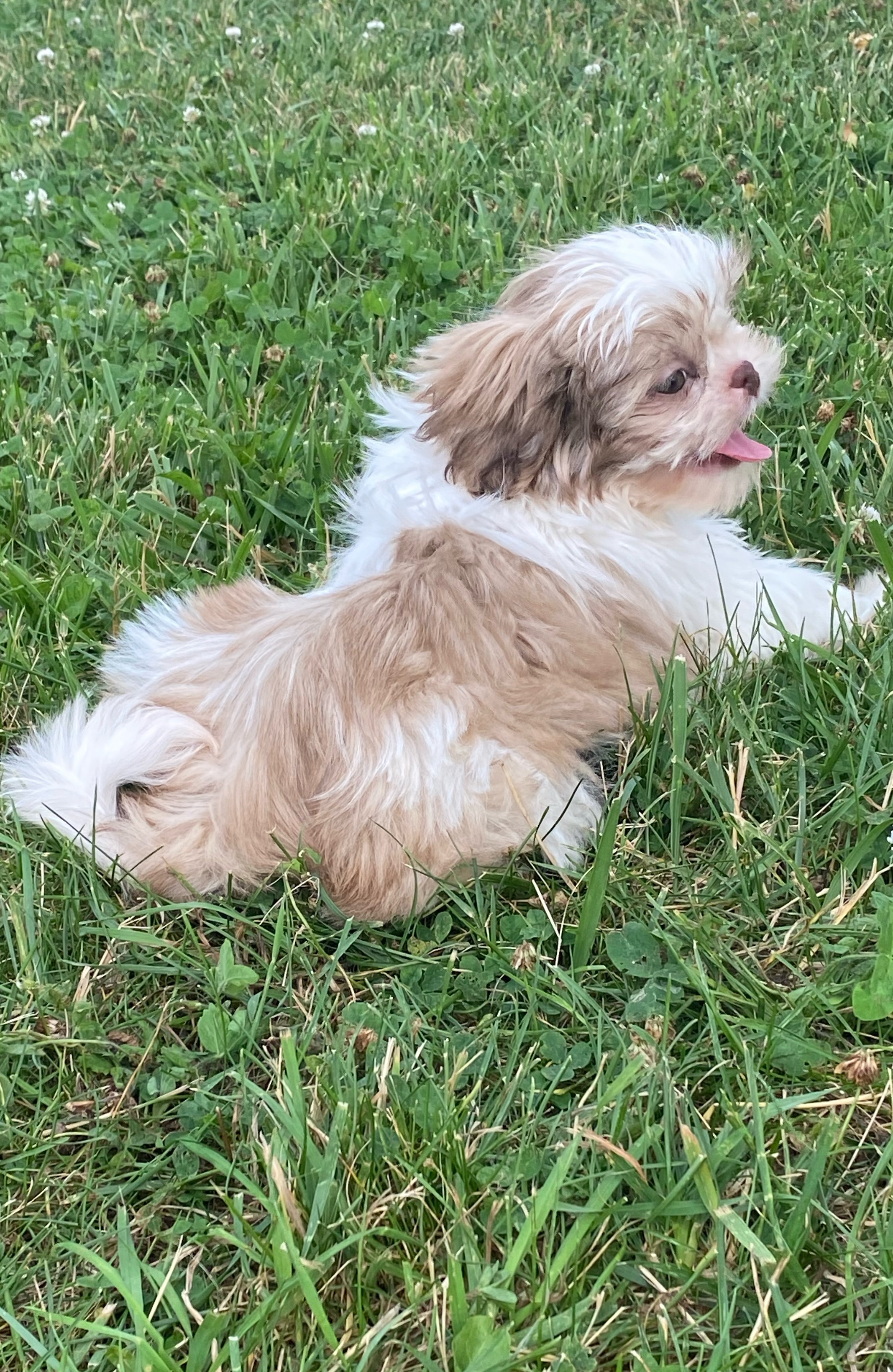 puppy, for, sale, Shih Tzu, Curtis  Martin, dog, breeder, Seneca Falls, NY, dog-breeder, puppy-for-sale, forsale, nearby, find, puppyfind, locator, puppylocator, aca