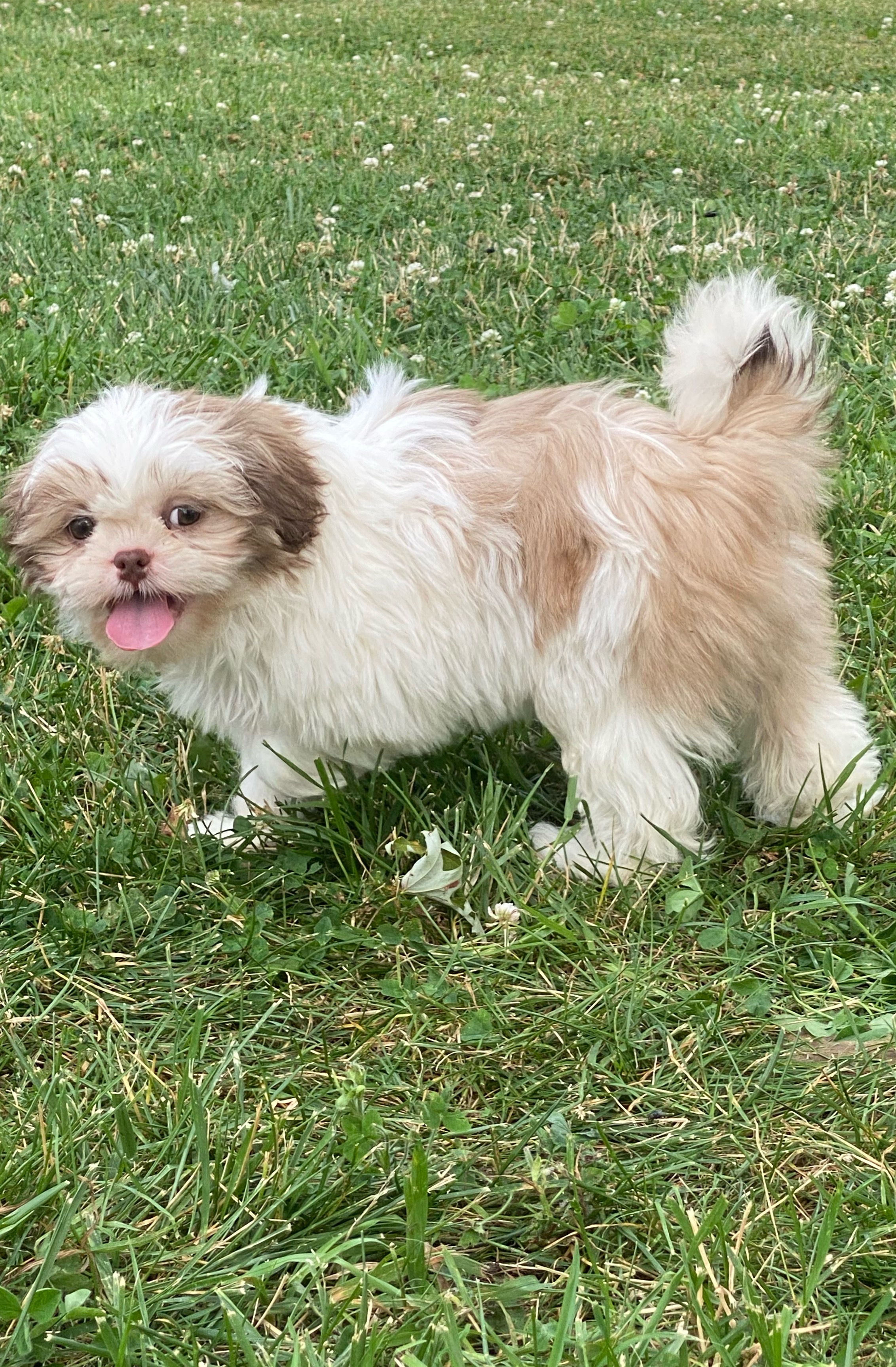 puppy, for, sale, Shih Tzu, Curtis  Martin, dog, breeder, Seneca Falls, NY, dog-breeder, puppy-for-sale, forsale, nearby, find, puppyfind, locator, puppylocator, aca