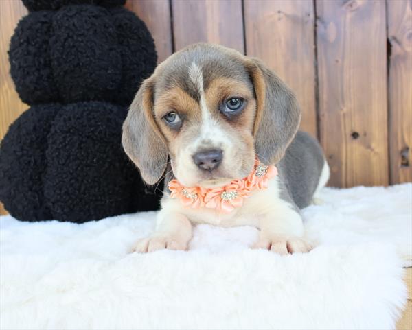 puppy, for, sale, Beagle, Nationwide Puppies  , dog, breeder, New York, NY, dog-breeder, puppy-for-sale, forsale, nearby, find, puppyfind, locator, puppylocator, aca