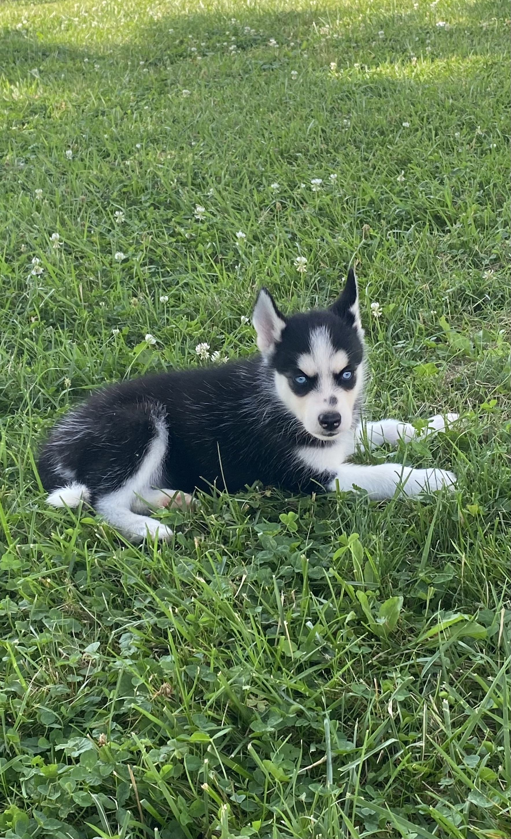 puppy, for, sale, Siberian Husky, Curtis  Martin, dog, breeder, Seneca Falls, NY, dog-breeder, puppy-for-sale, forsale, nearby, find, puppyfind, locator, puppylocator, aca