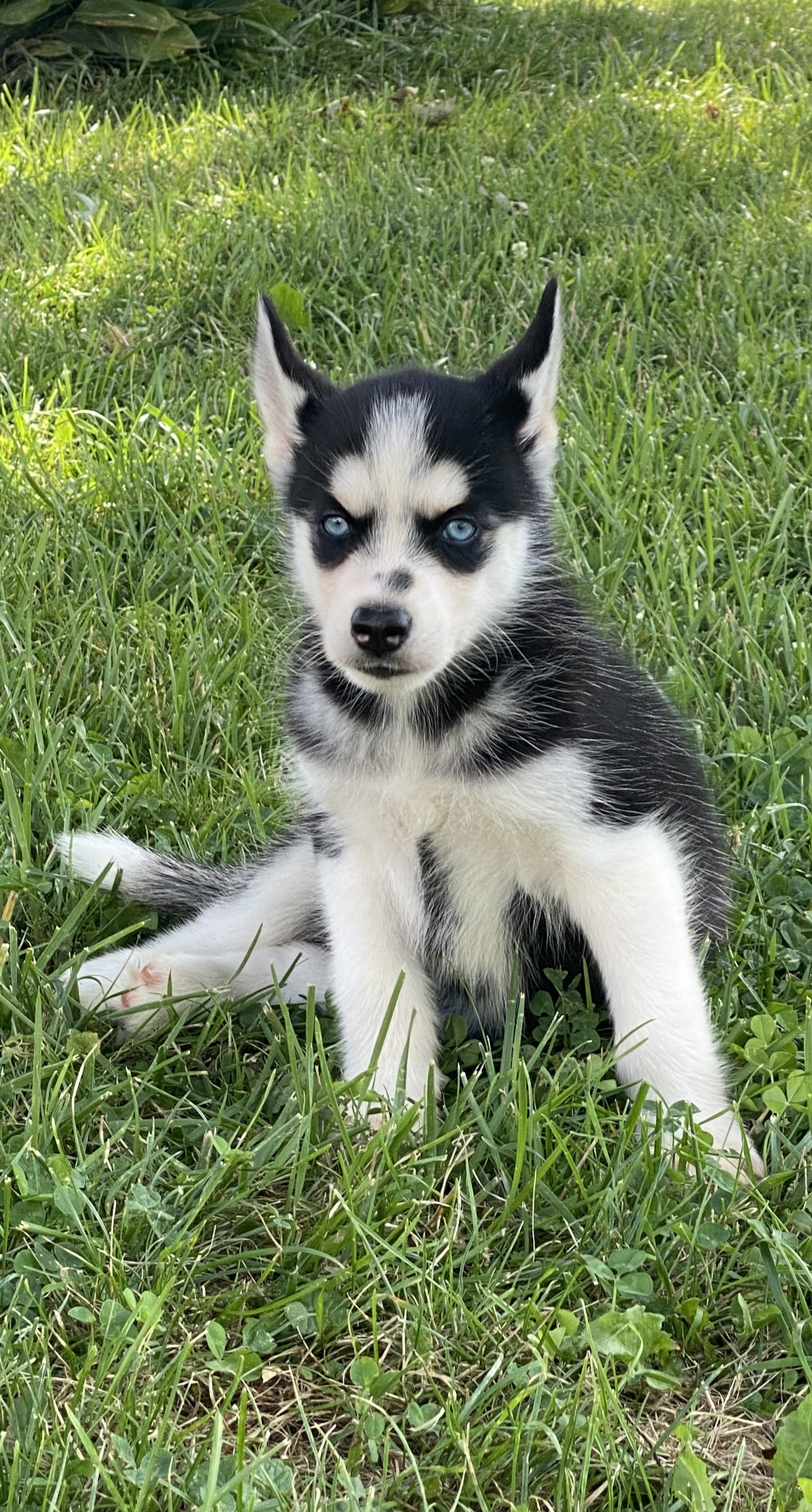 puppy, for, sale, Siberian Husky, Curtis  Martin, dog, breeder, Seneca Falls, NY, dog-breeder, puppy-for-sale, forsale, nearby, find, puppyfind, locator, puppylocator, aca