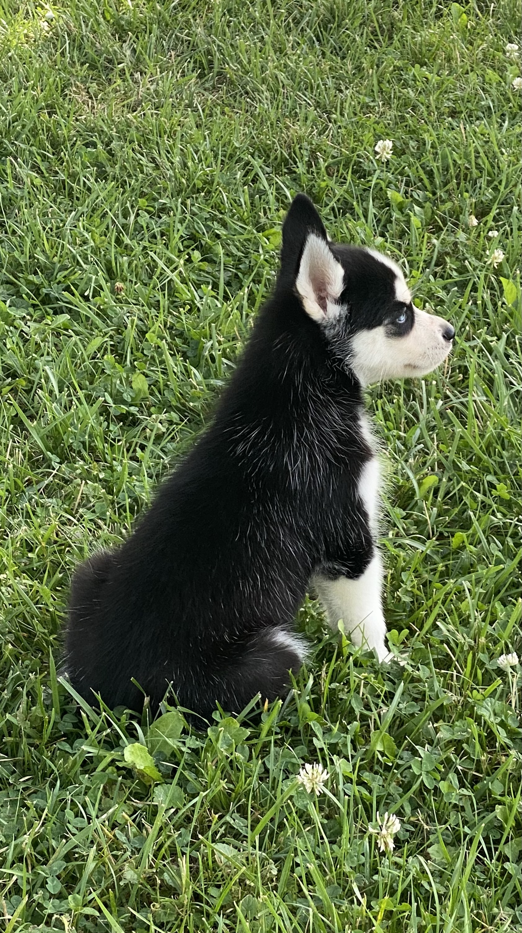 puppy, for, sale, Siberian Husky, Curtis  Martin, dog, breeder, Seneca Falls, NY, dog-breeder, puppy-for-sale, forsale, nearby, find, puppyfind, locator, puppylocator, aca