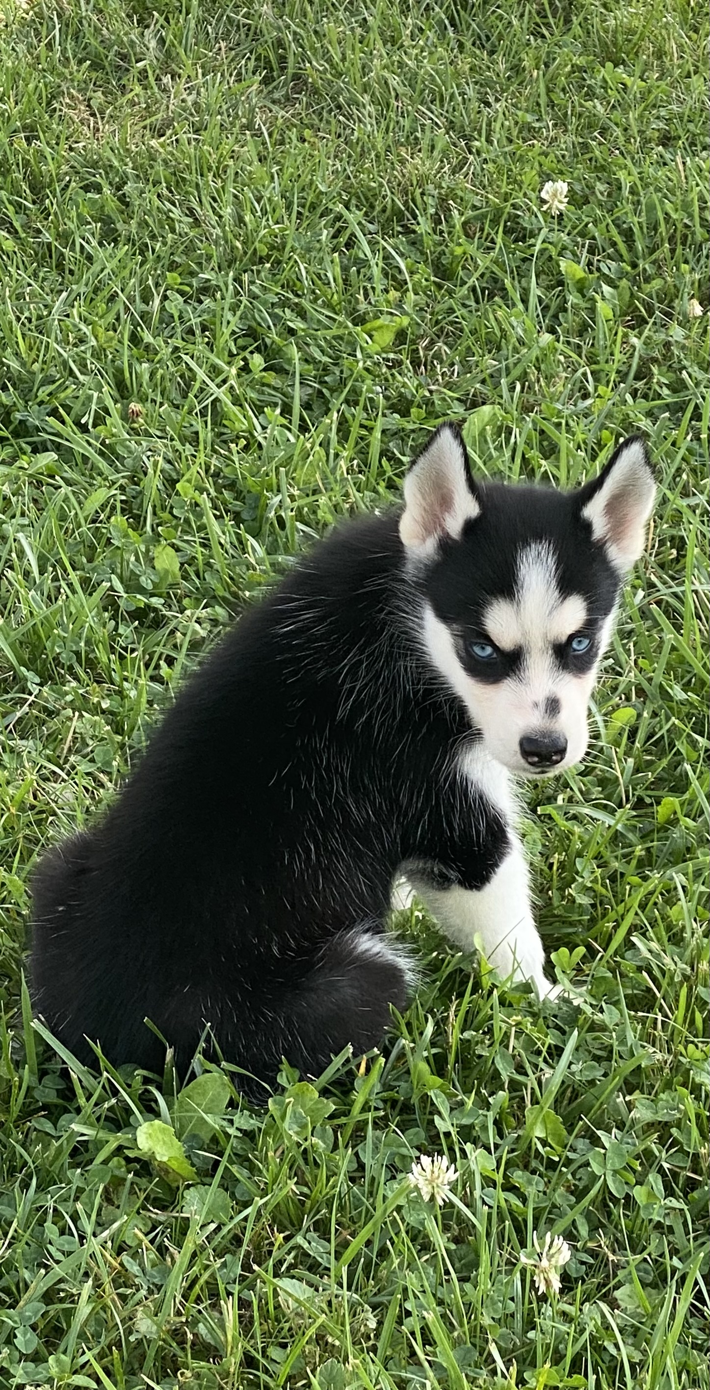 puppy, for, sale, Siberian Husky, Curtis  Martin, dog, breeder, Seneca Falls, NY, dog-breeder, puppy-for-sale, forsale, nearby, find, puppyfind, locator, puppylocator, aca