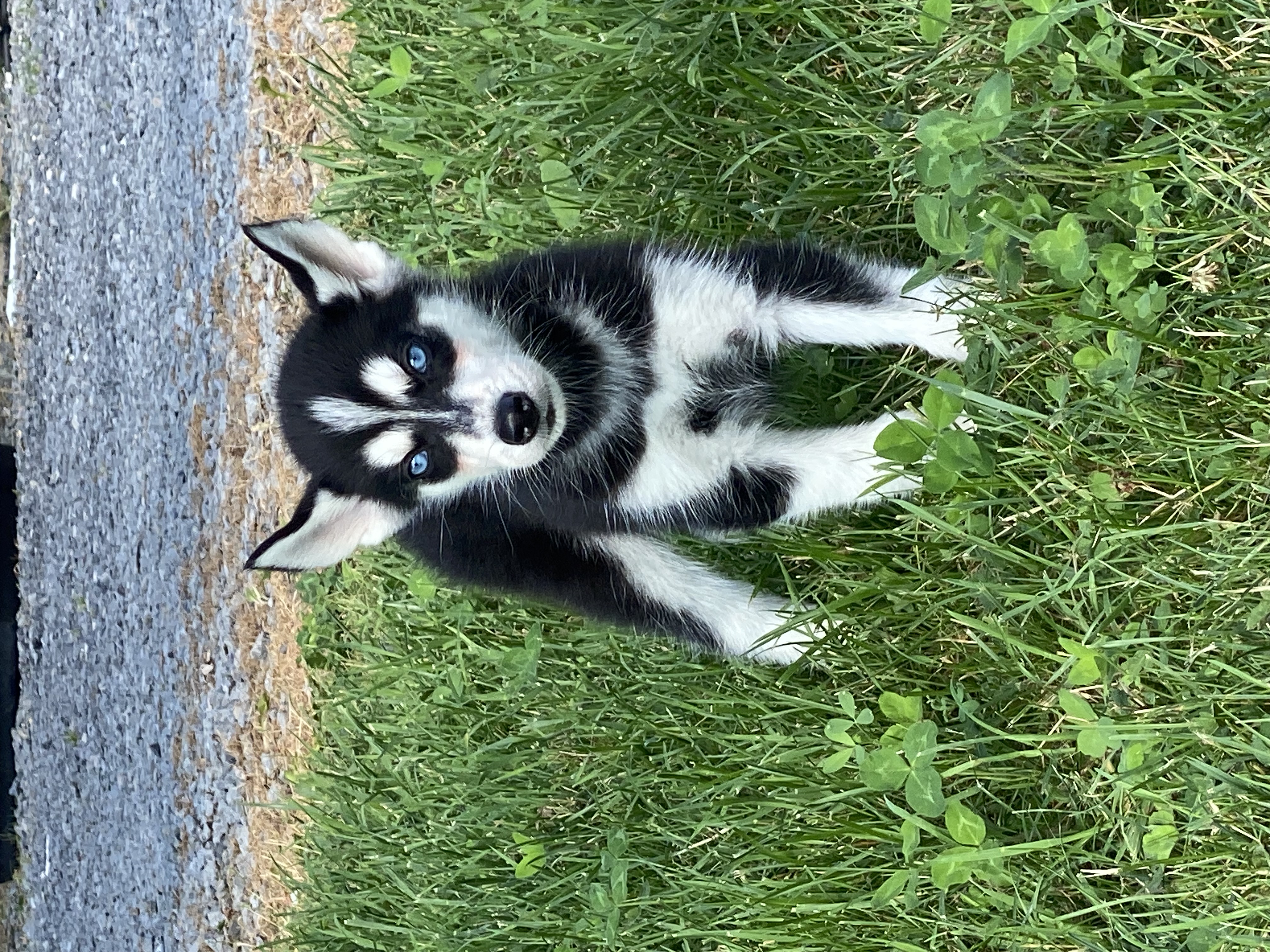 puppy, for, sale, Siberian Husky, Curtis  Martin, dog, breeder, Seneca Falls, NY, dog-breeder, puppy-for-sale, forsale, nearby, find, puppyfind, locator, puppylocator, aca