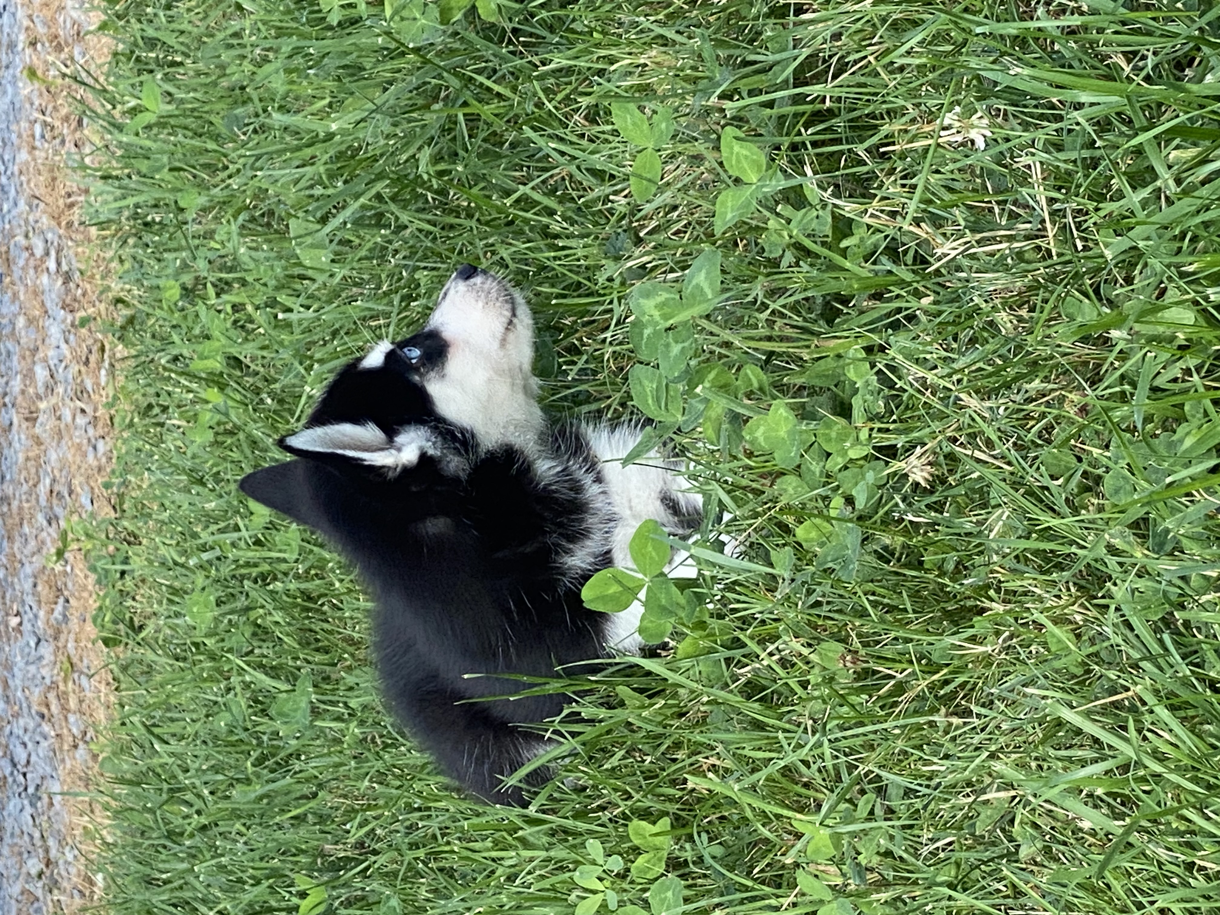 puppy, for, sale, Siberian Husky, Curtis  Martin, dog, breeder, Seneca Falls, NY, dog-breeder, puppy-for-sale, forsale, nearby, find, puppyfind, locator, puppylocator, aca