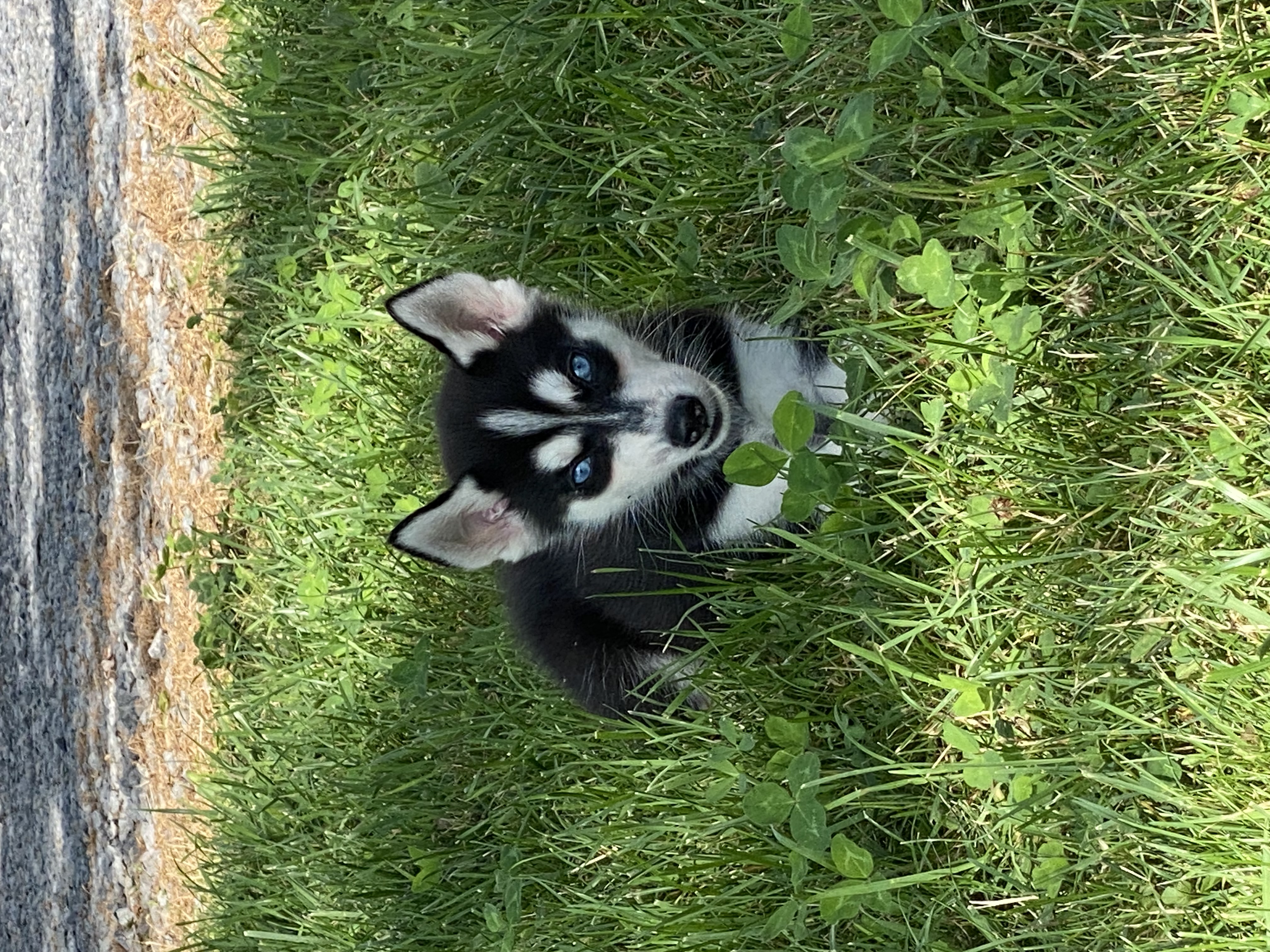 puppy, for, sale, Siberian Husky, Curtis  Martin, dog, breeder, Seneca Falls, NY, dog-breeder, puppy-for-sale, forsale, nearby, find, puppyfind, locator, puppylocator, aca