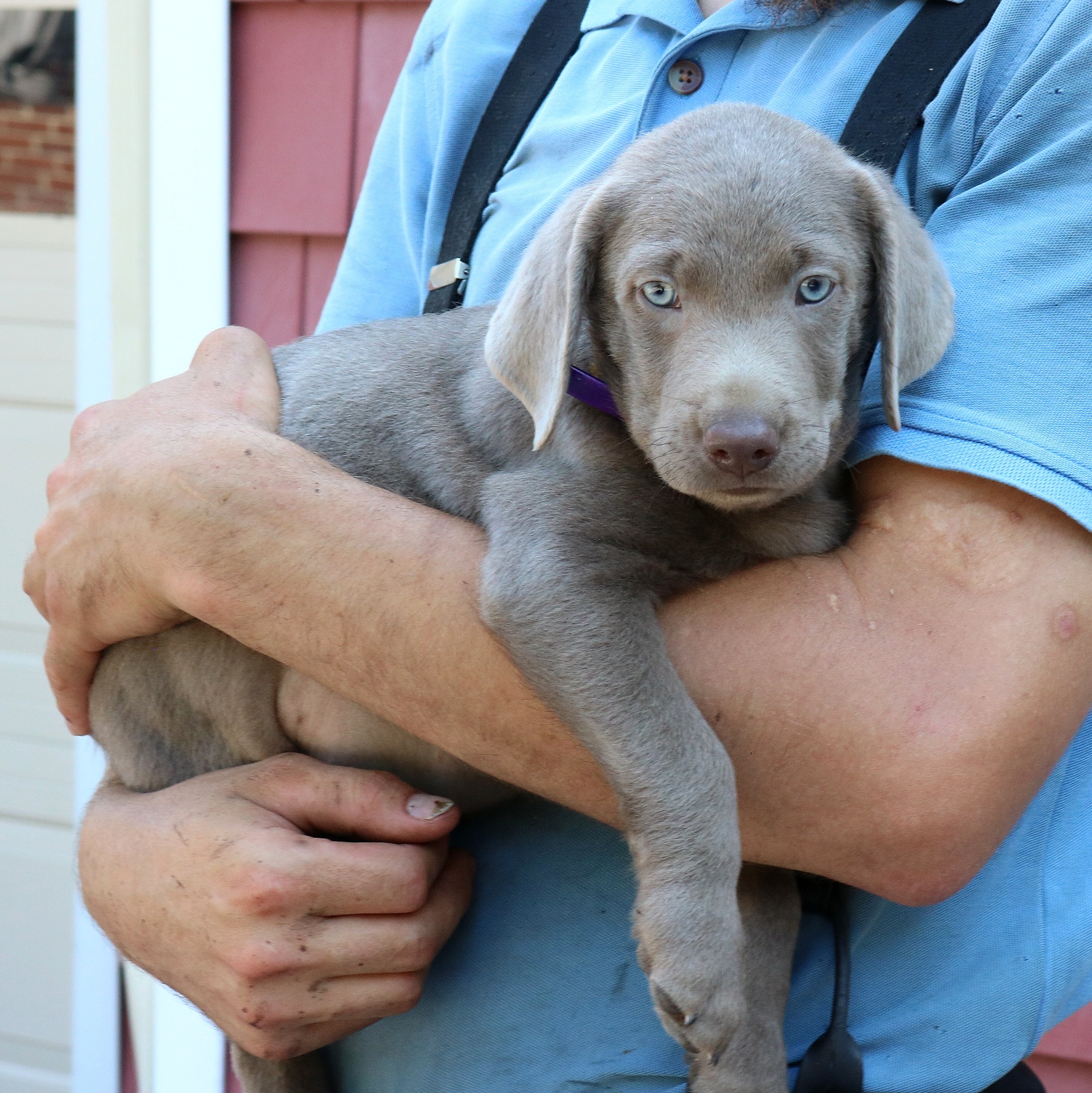 puppy, for, sale, Labrador Retriever, Marvin  S. Stoltzfus, dog, breeder, New Holland, PA, dog-breeder, puppy-for-sale, forsale, nearby, find, puppyfind, locator, puppylocator, aca