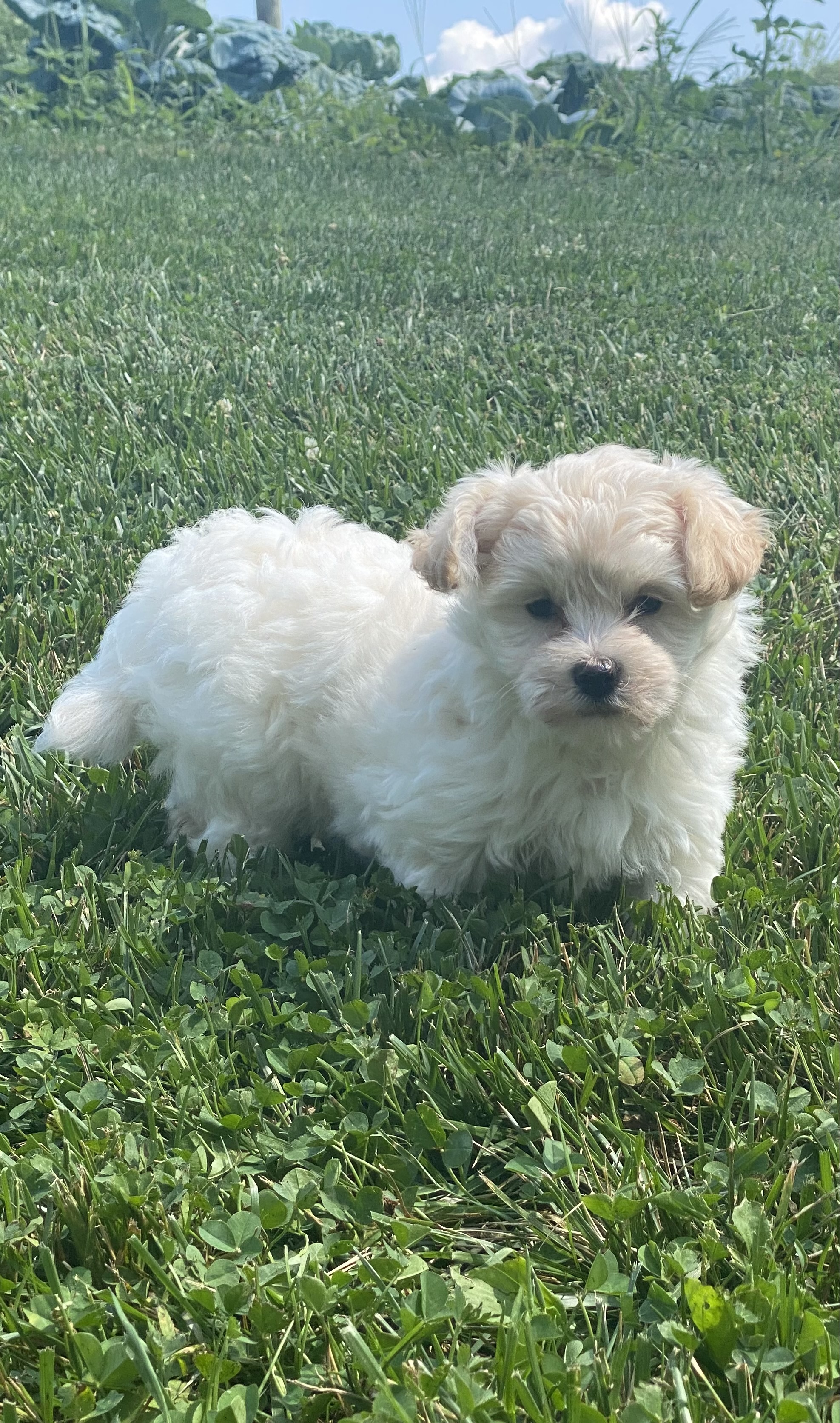 puppy, for, sale, Havanese, Curtis  Martin, dog, breeder, Seneca Falls, NY, dog-breeder, puppy-for-sale, forsale, nearby, find, puppyfind, locator, puppylocator, aca