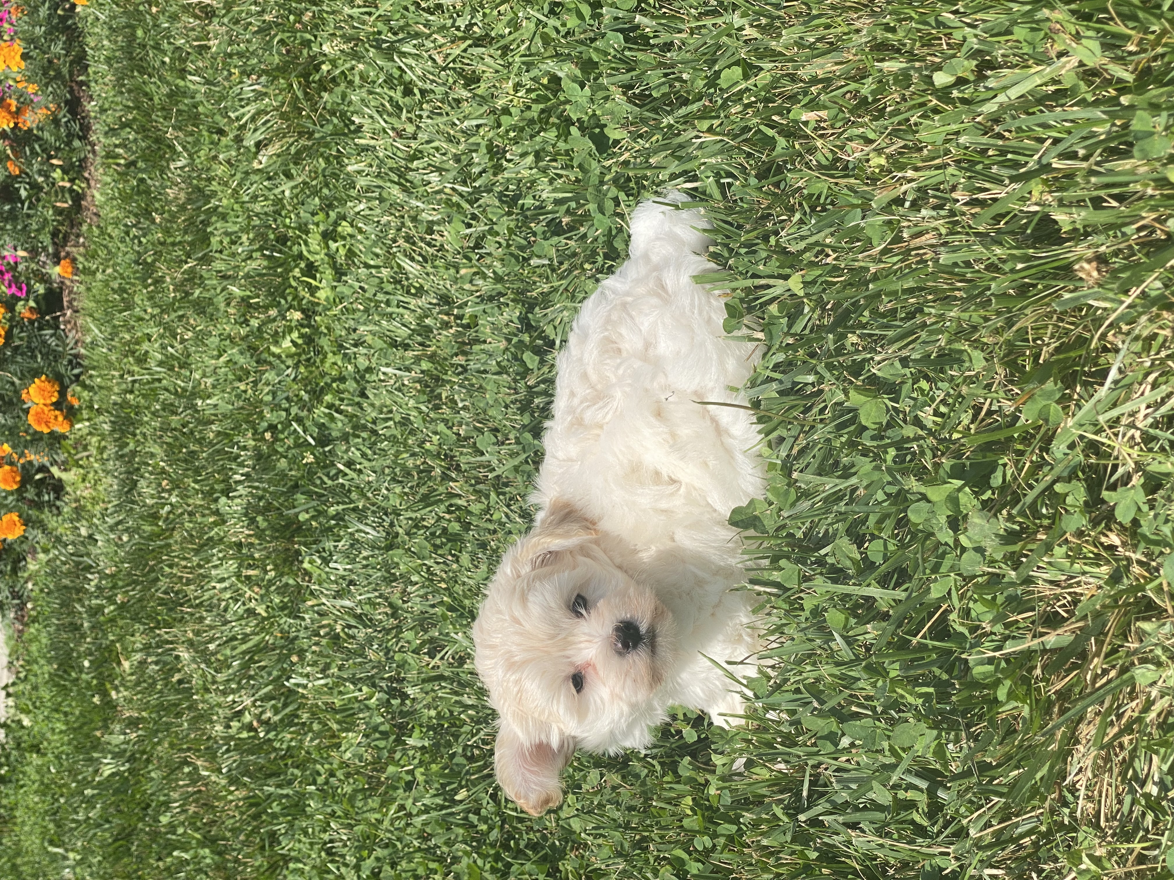 puppy, for, sale, Havanese, Curtis  Martin, dog, breeder, Seneca Falls, NY, dog-breeder, puppy-for-sale, forsale, nearby, find, puppyfind, locator, puppylocator, aca