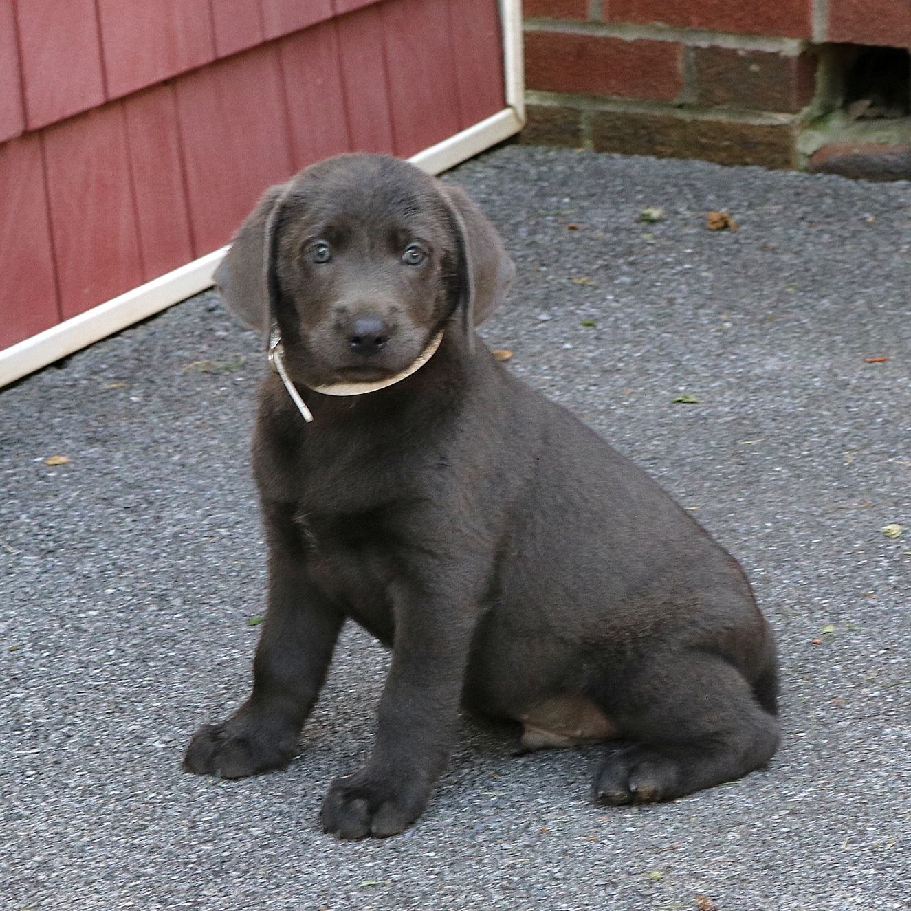 puppy, for, sale, Labrador Retriever, Marvin  S. Stoltzfus, dog, breeder, New Holland, PA, dog-breeder, puppy-for-sale, forsale, nearby, find, puppyfind, locator, puppylocator, aca