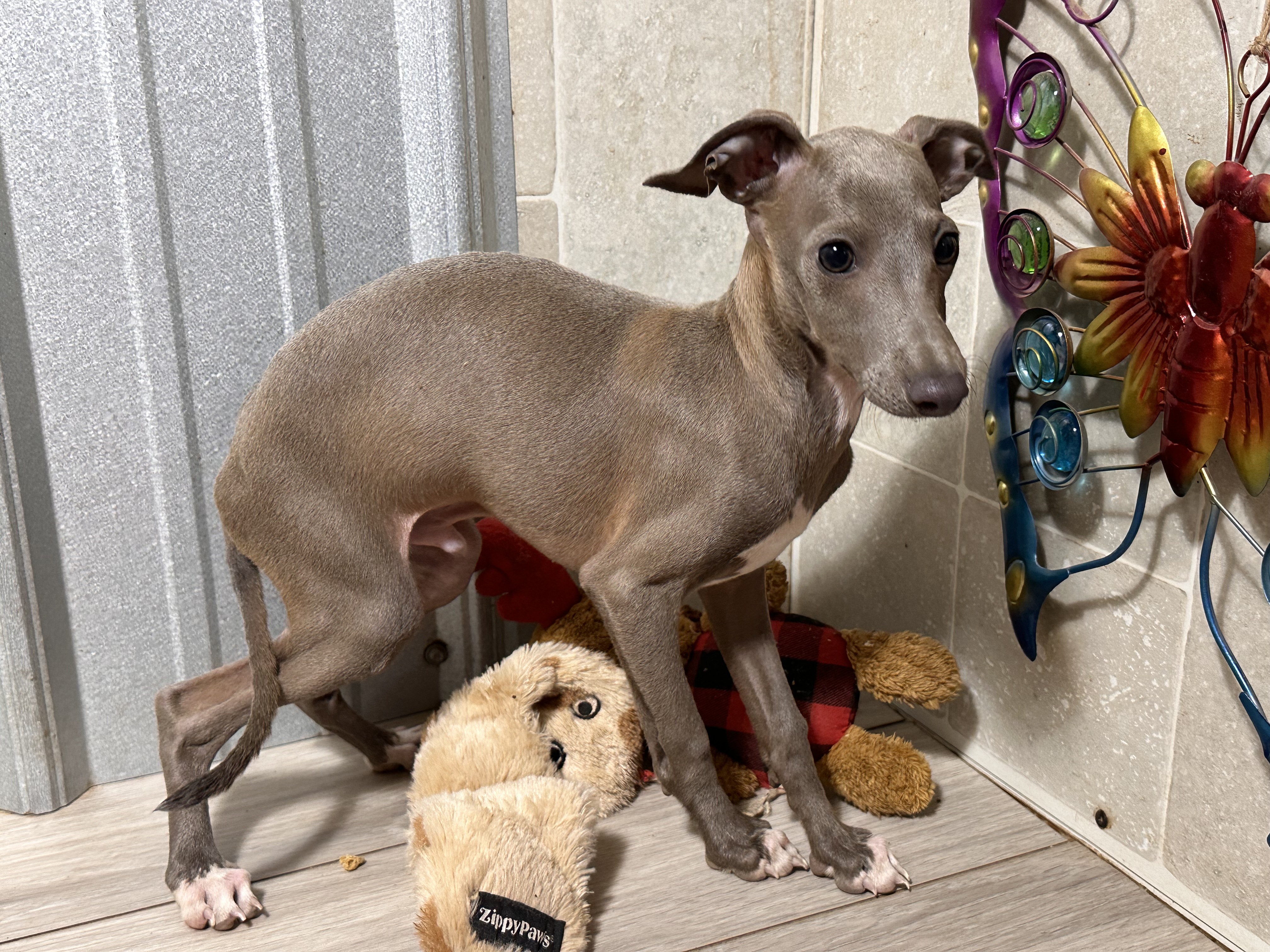 puppy, for, sale, Italian Greyhound, Kimberly  Dildine, dog, breeder, Willow Springs, MO, dog-breeder, puppy-for-sale, forsale, nearby, find, puppyfind, locator, puppylocator, aca