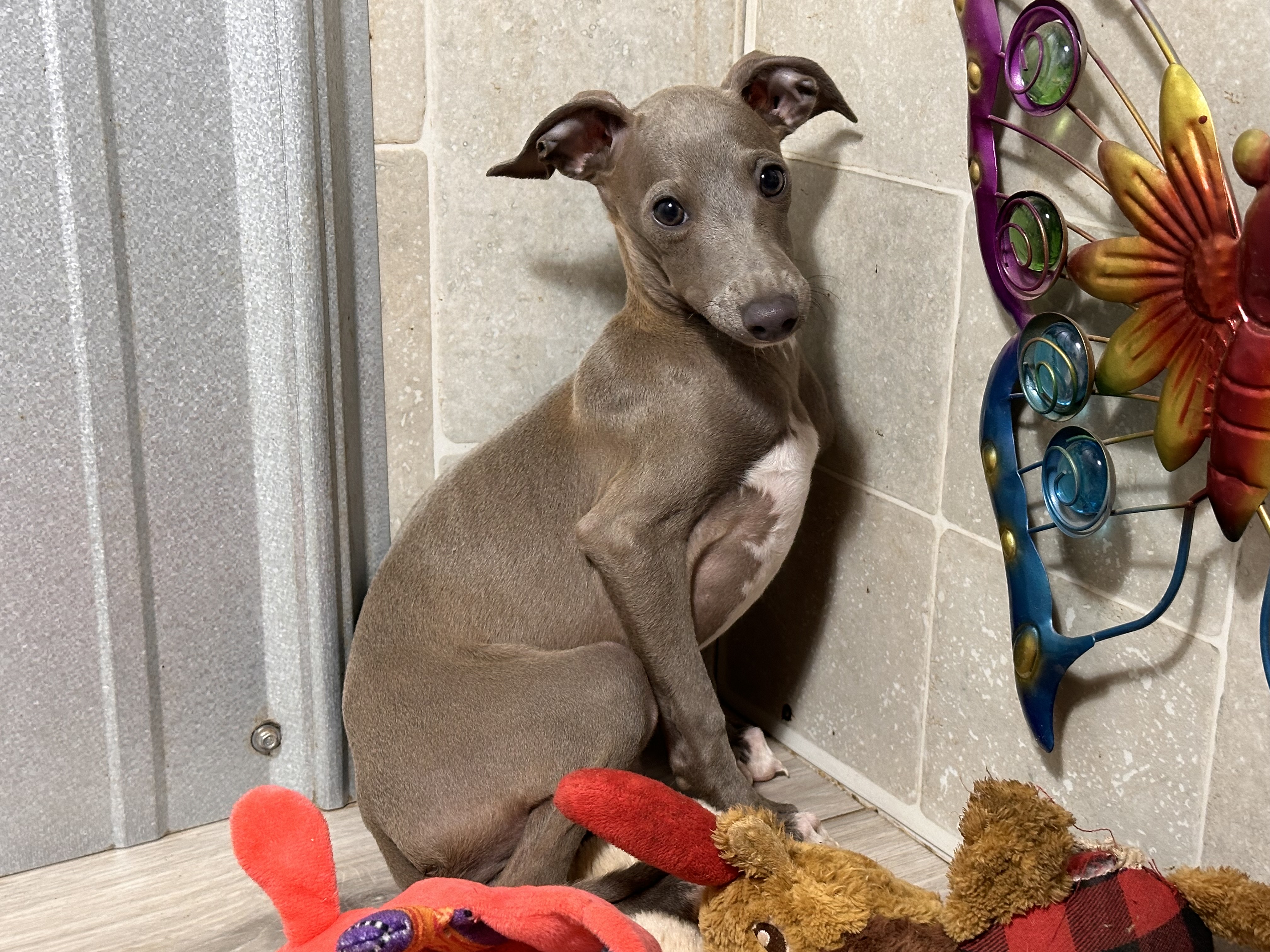 puppy, for, sale, Italian Greyhound, Kimberly  Dildine, dog, breeder, Willow Springs, MO, dog-breeder, puppy-for-sale, forsale, nearby, find, puppyfind, locator, puppylocator, aca