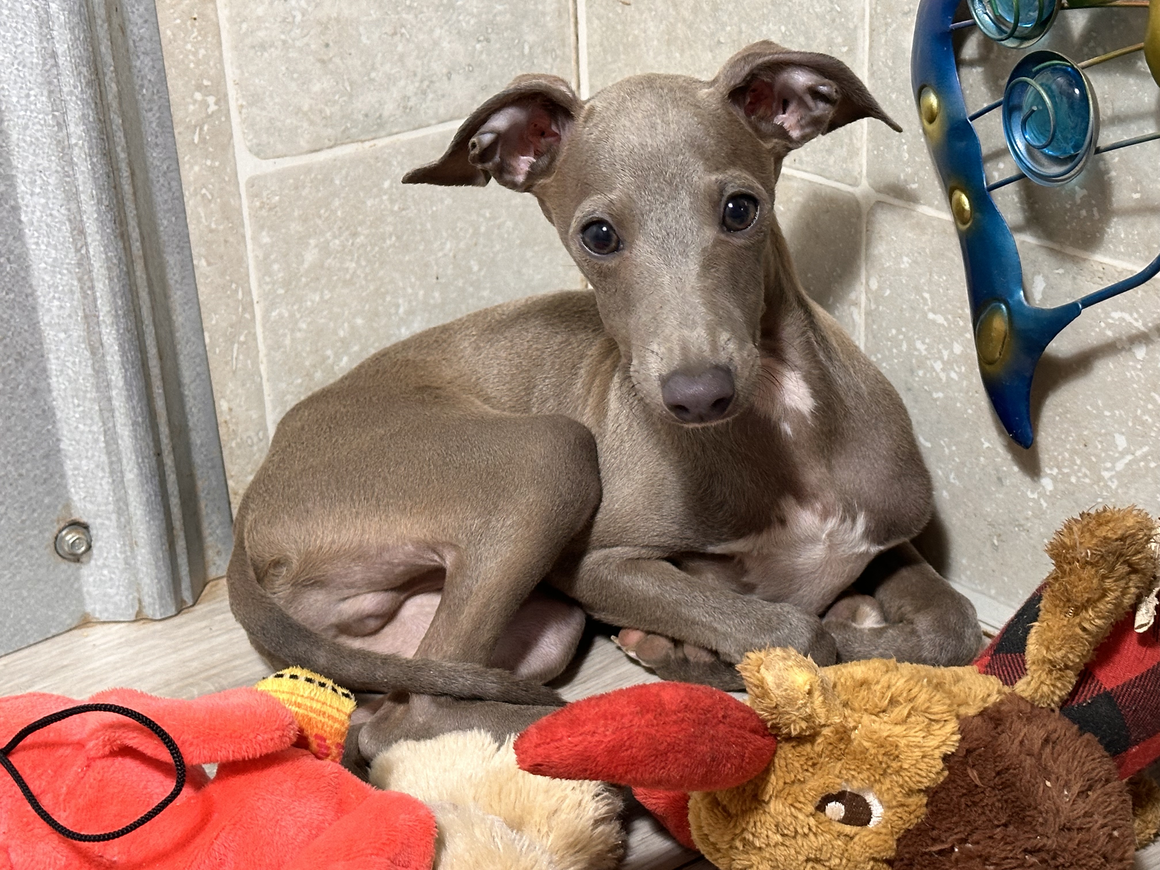 puppy, for, sale, Italian Greyhound, Kimberly  Dildine, dog, breeder, Willow Springs, MO, dog-breeder, puppy-for-sale, forsale, nearby, find, puppyfind, locator, puppylocator, aca