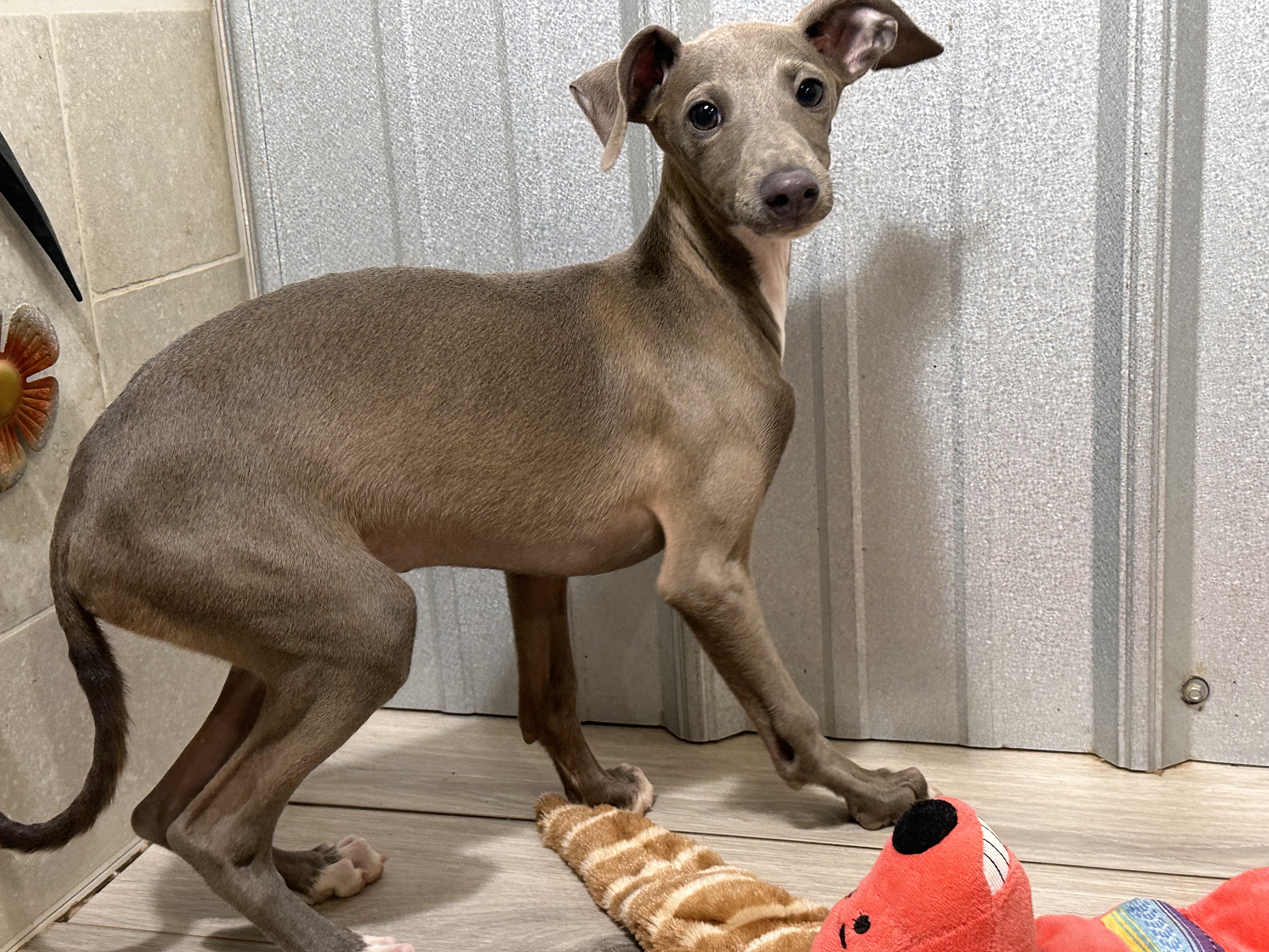 puppy, for, sale, Italian Greyhound, Kimberly  Dildine, dog, breeder, Willow Springs, MO, dog-breeder, puppy-for-sale, forsale, nearby, find, puppyfind, locator, puppylocator, aca