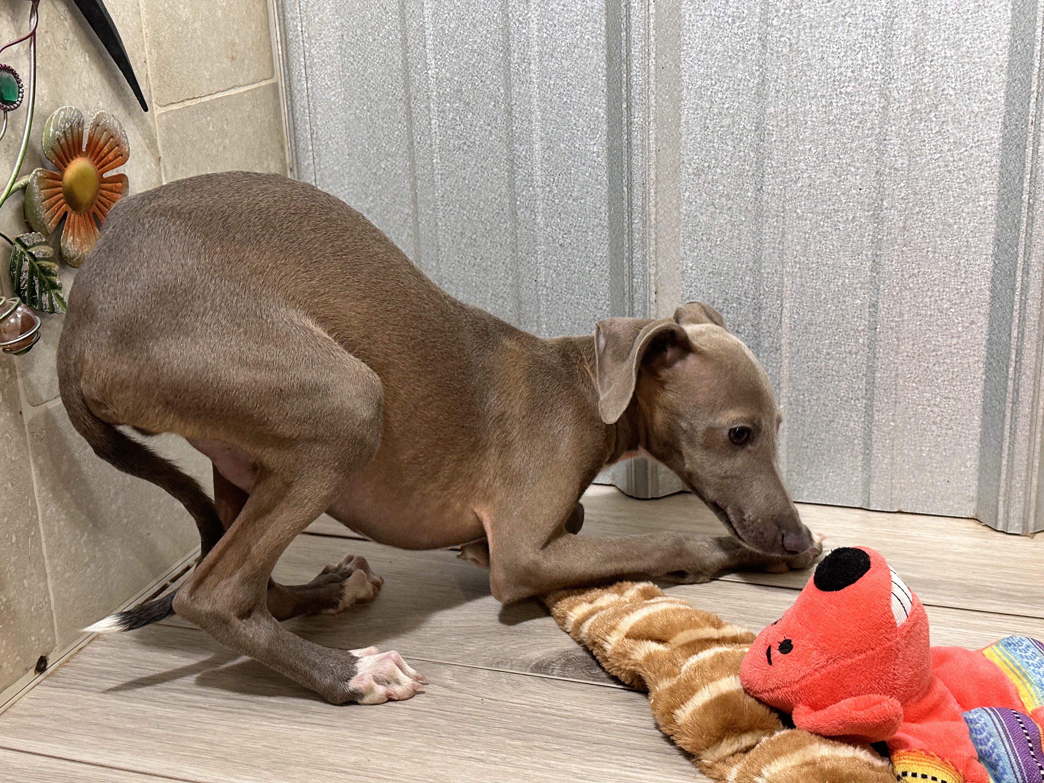 puppy, for, sale, Italian Greyhound, Kimberly  Dildine, dog, breeder, Willow Springs, MO, dog-breeder, puppy-for-sale, forsale, nearby, find, puppyfind, locator, puppylocator, aca