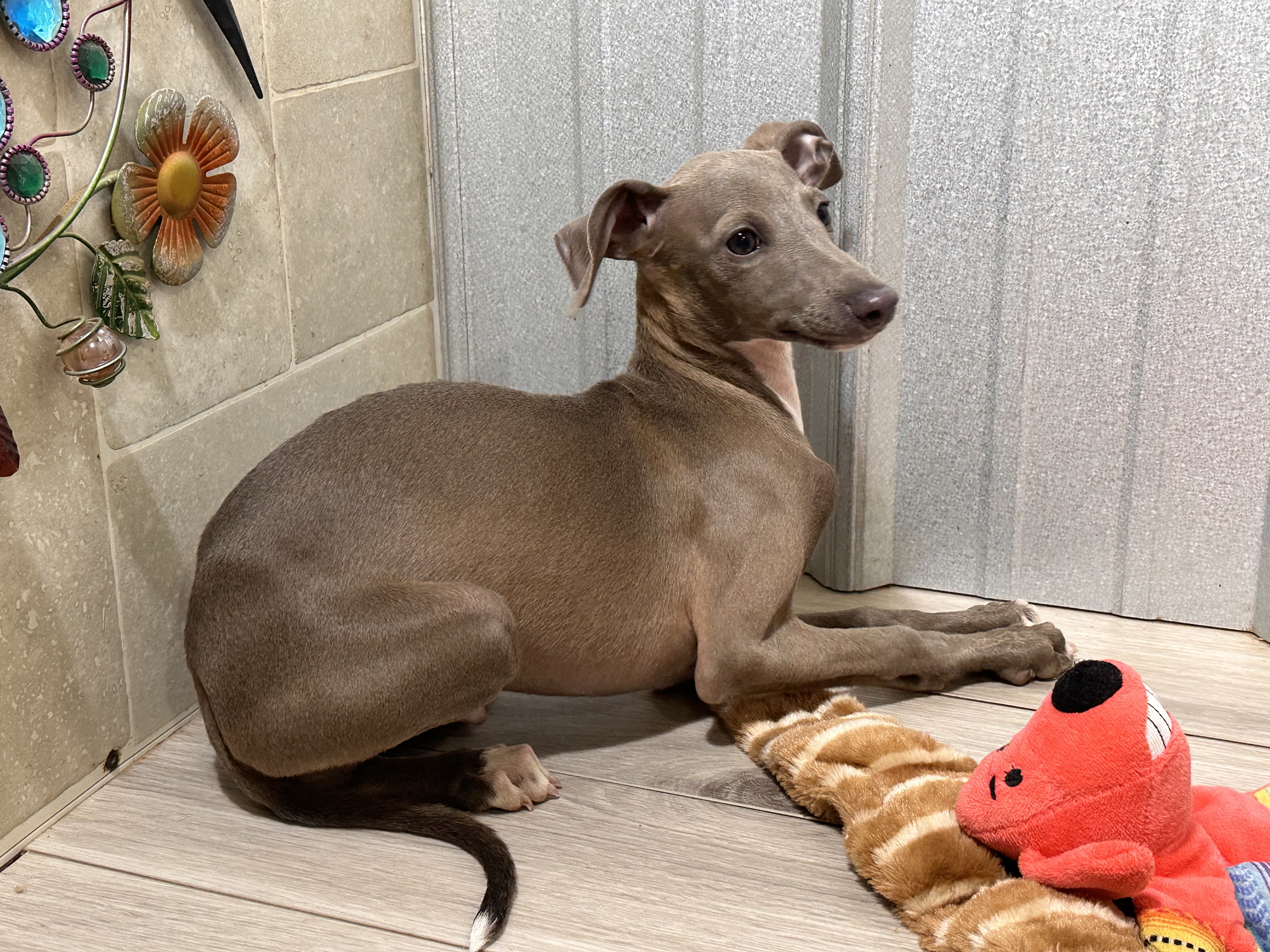 puppy, for, sale, Italian Greyhound, Kimberly  Dildine, dog, breeder, Willow Springs, MO, dog-breeder, puppy-for-sale, forsale, nearby, find, puppyfind, locator, puppylocator, aca