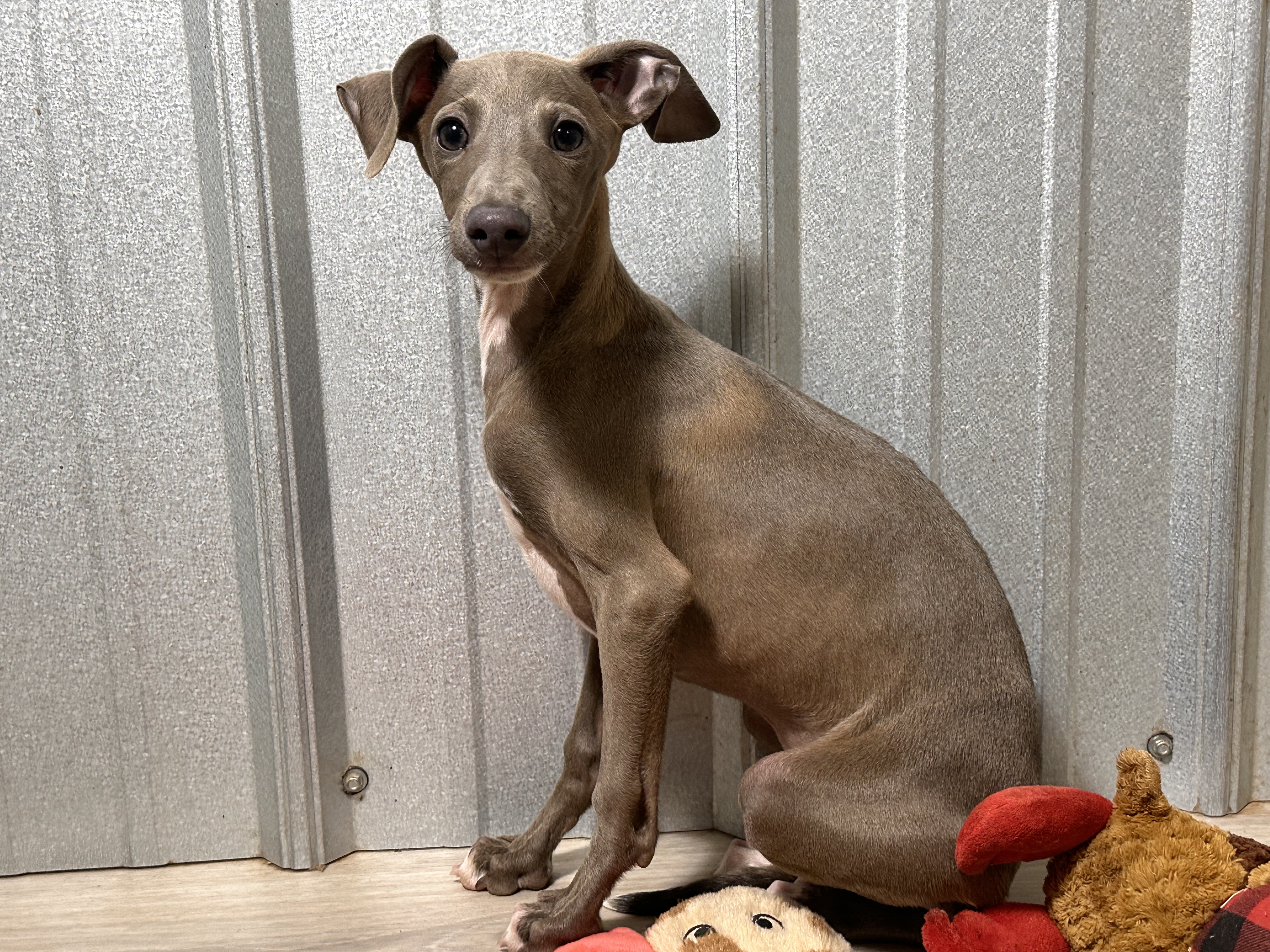 puppy, for, sale, Italian Greyhound, Kimberly  Dildine, dog, breeder, Willow Springs, MO, dog-breeder, puppy-for-sale, forsale, nearby, find, puppyfind, locator, puppylocator, aca