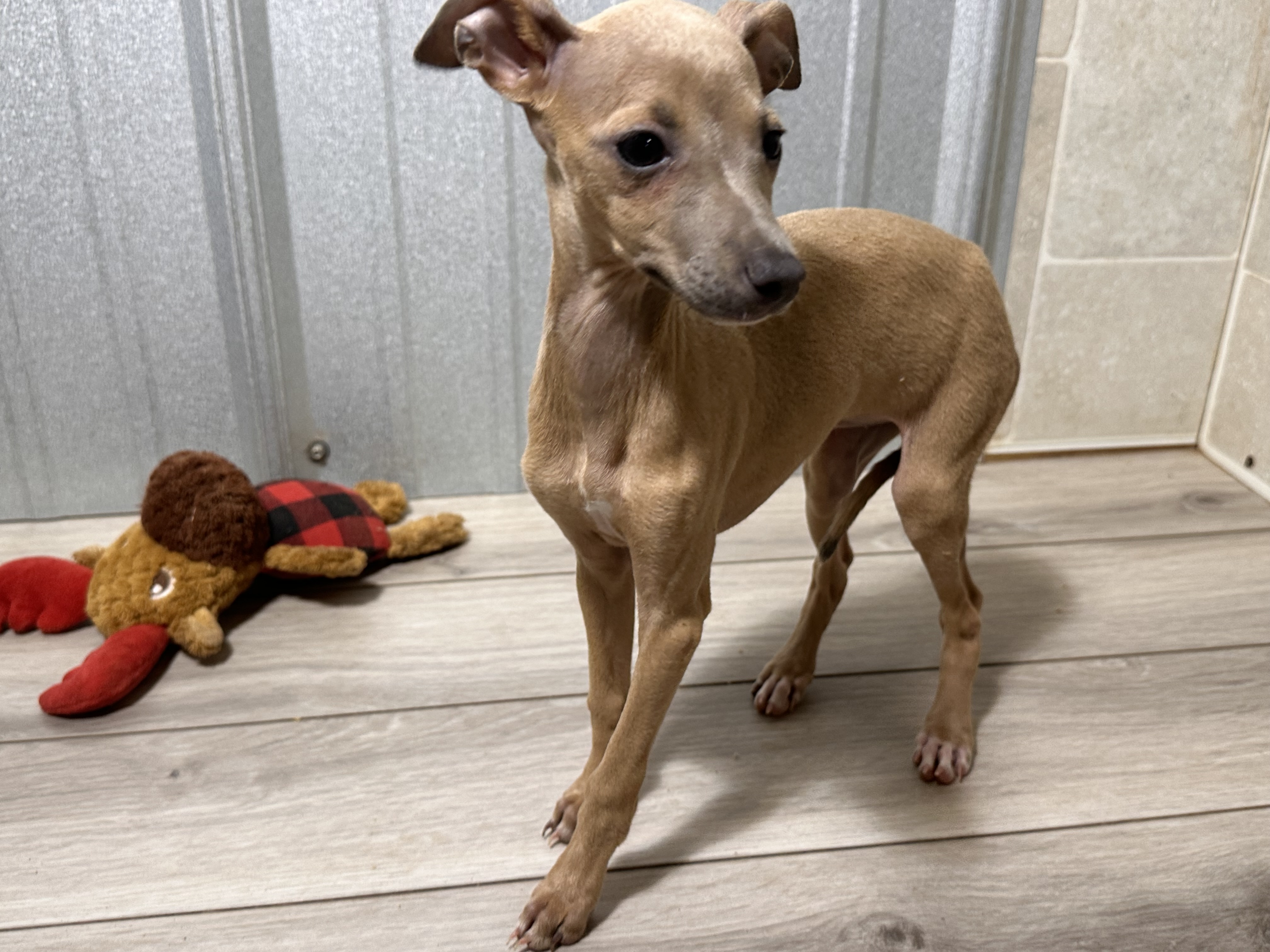 puppy, for, sale, Italian Greyhound, Kimberly  Dildine, dog, breeder, Willow Springs, MO, dog-breeder, puppy-for-sale, forsale, nearby, find, puppyfind, locator, puppylocator, aca