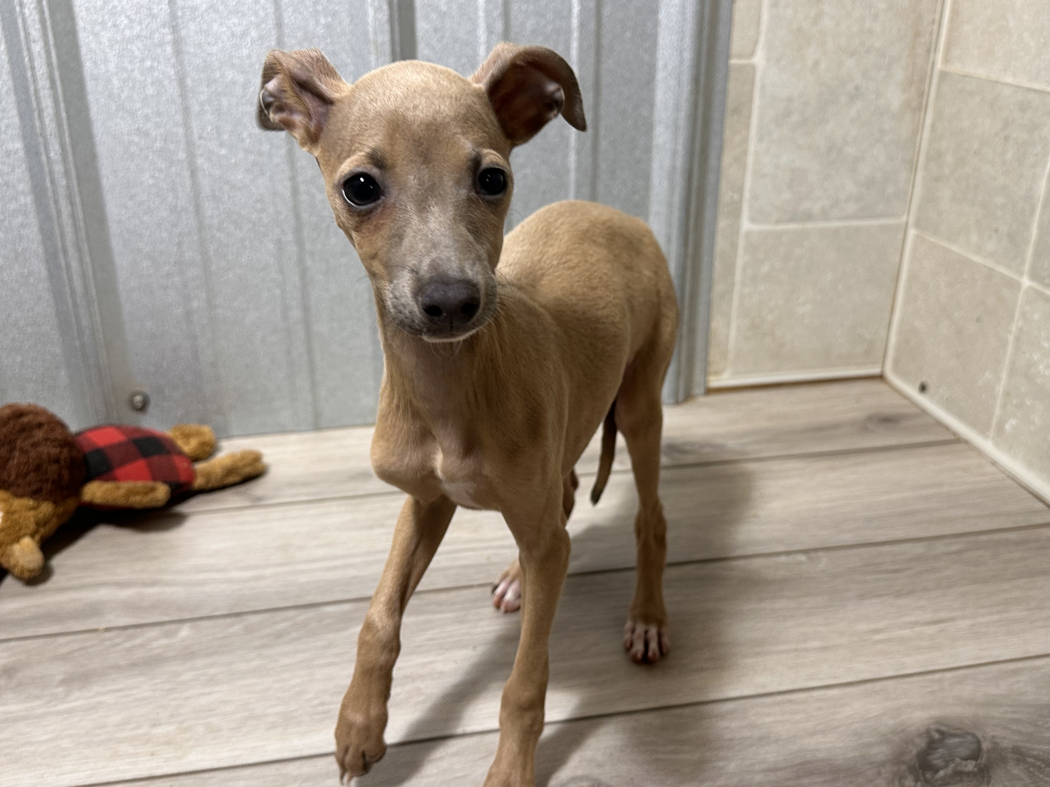 puppy, for, sale, Italian Greyhound, Kimberly  Dildine, dog, breeder, Willow Springs, MO, dog-breeder, puppy-for-sale, forsale, nearby, find, puppyfind, locator, puppylocator, aca