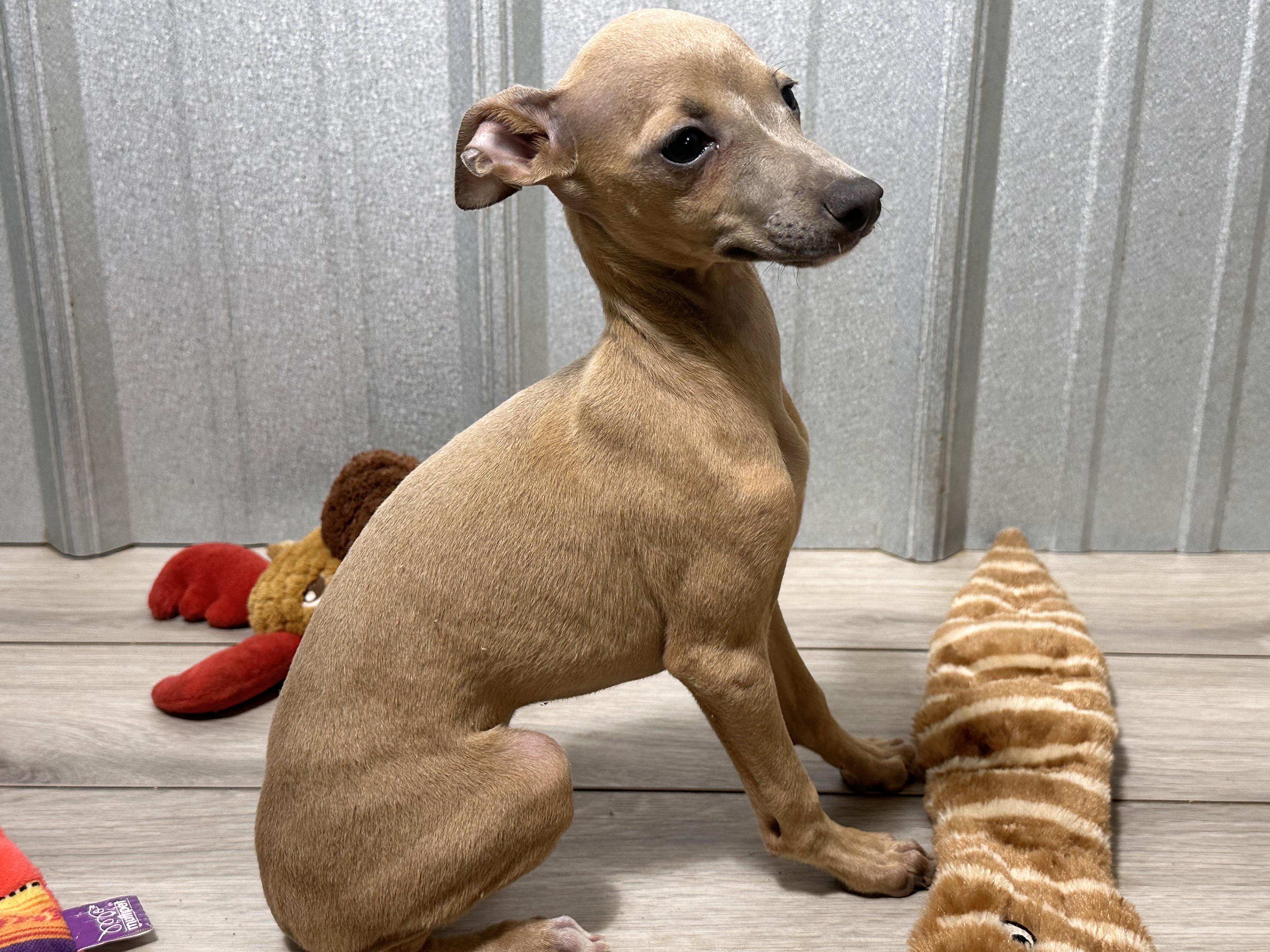 puppy, for, sale, Italian Greyhound, Kimberly  Dildine, dog, breeder, Willow Springs, MO, dog-breeder, puppy-for-sale, forsale, nearby, find, puppyfind, locator, puppylocator, aca