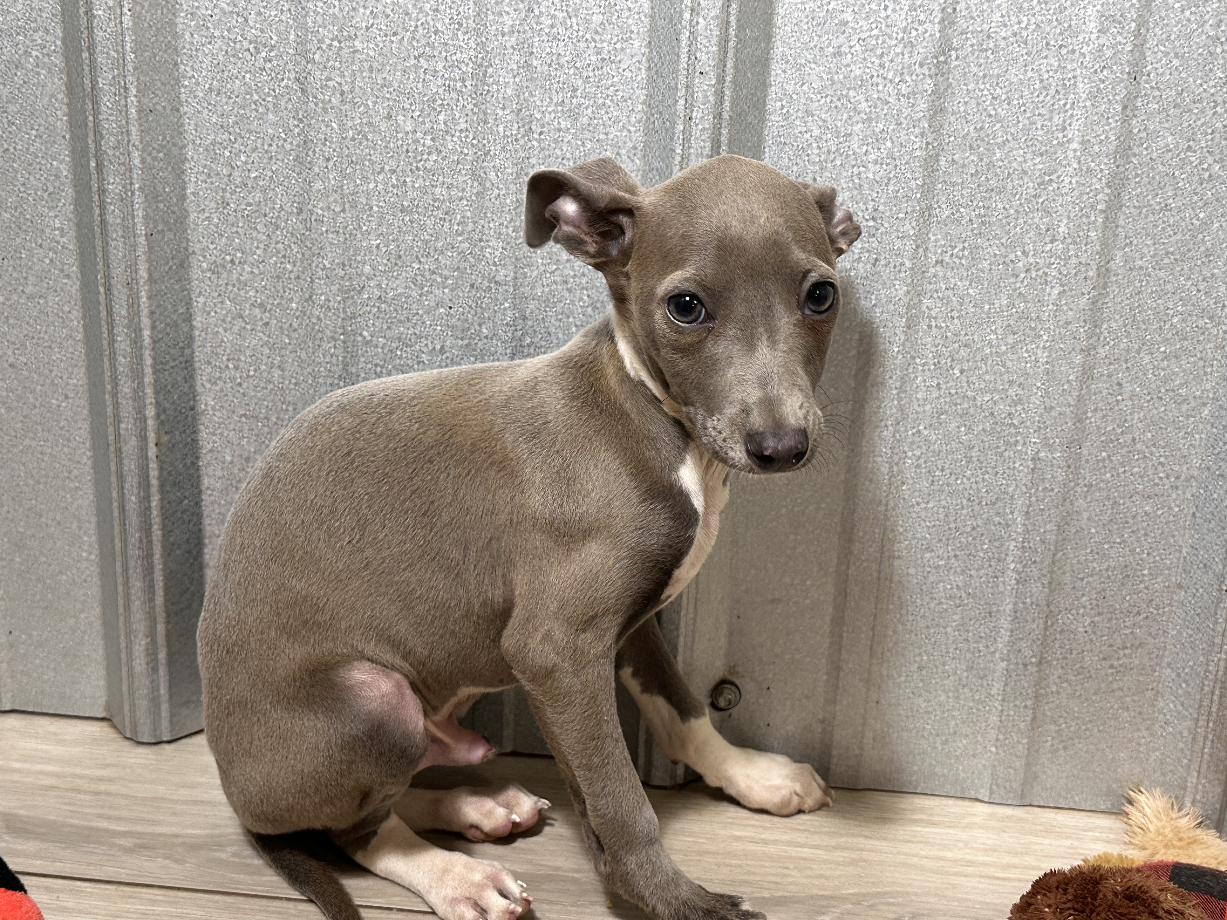 puppy, for, sale, Italian Greyhound, Kimberly  Dildine, dog, breeder, Willow Springs, MO, dog-breeder, puppy-for-sale, forsale, nearby, find, puppyfind, locator, puppylocator, aca