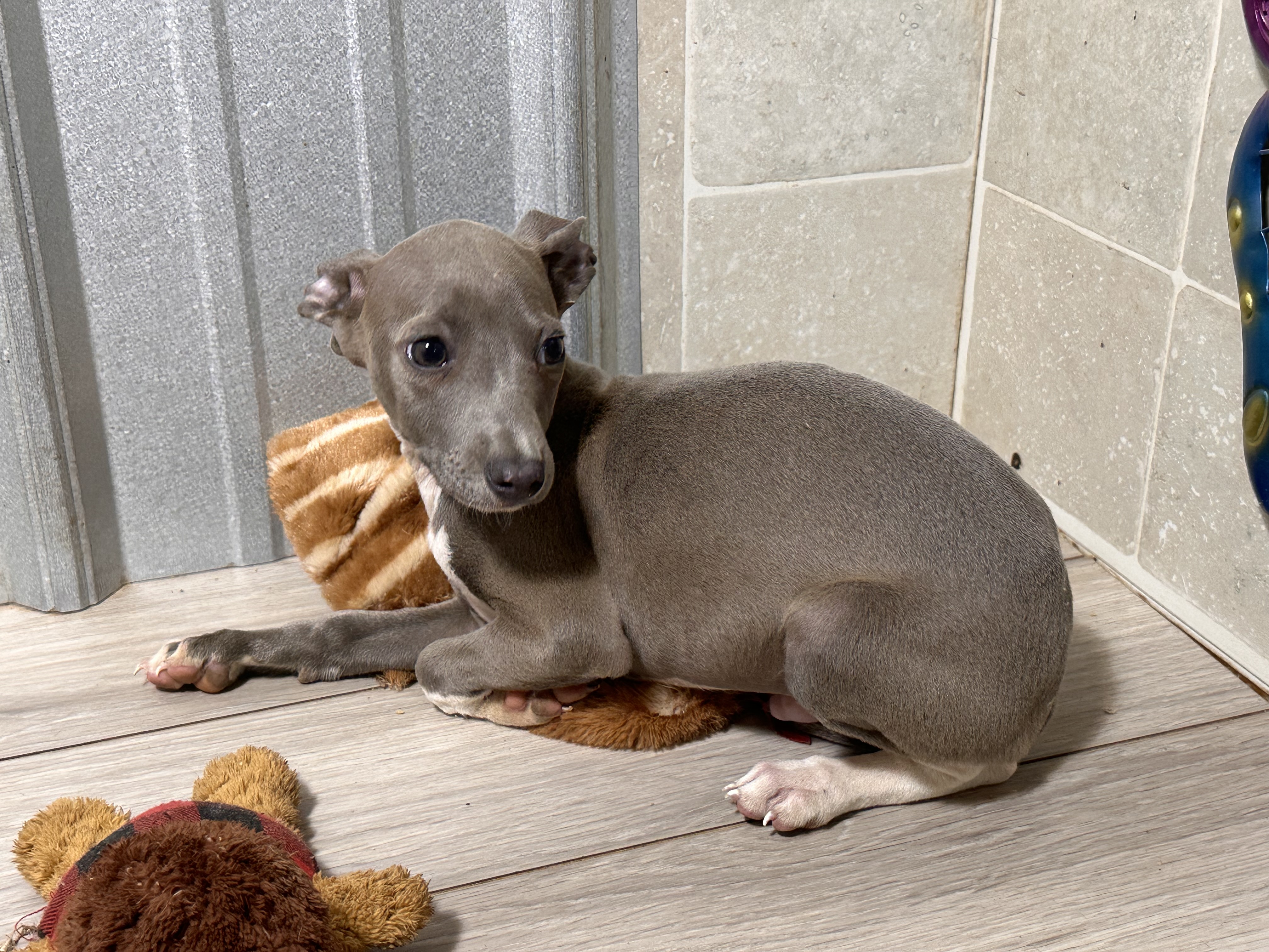 puppy, for, sale, Italian Greyhound, Kimberly  Dildine, dog, breeder, Willow Springs, MO, dog-breeder, puppy-for-sale, forsale, nearby, find, puppyfind, locator, puppylocator, aca