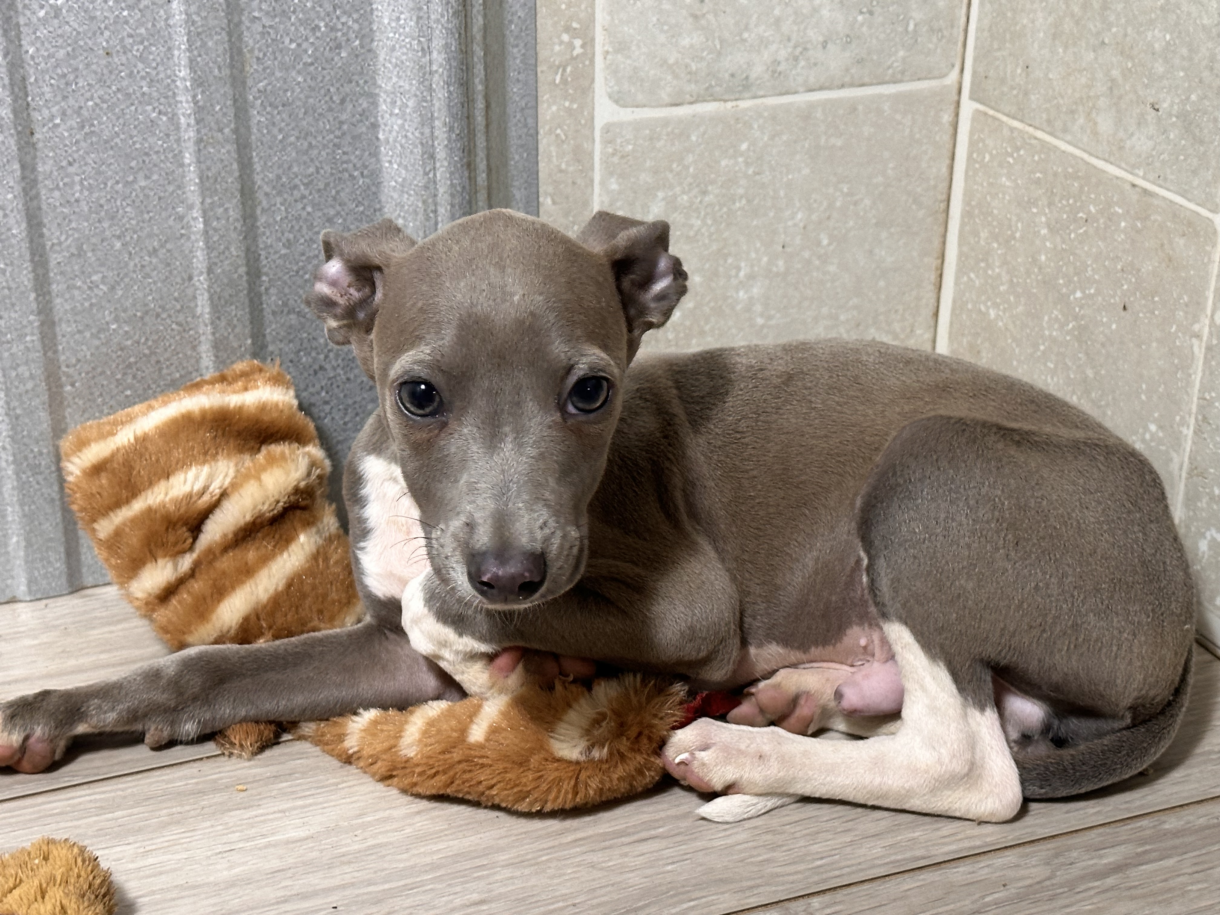 puppy, for, sale, Italian Greyhound, Kimberly  Dildine, dog, breeder, Willow Springs, MO, dog-breeder, puppy-for-sale, forsale, nearby, find, puppyfind, locator, puppylocator, aca