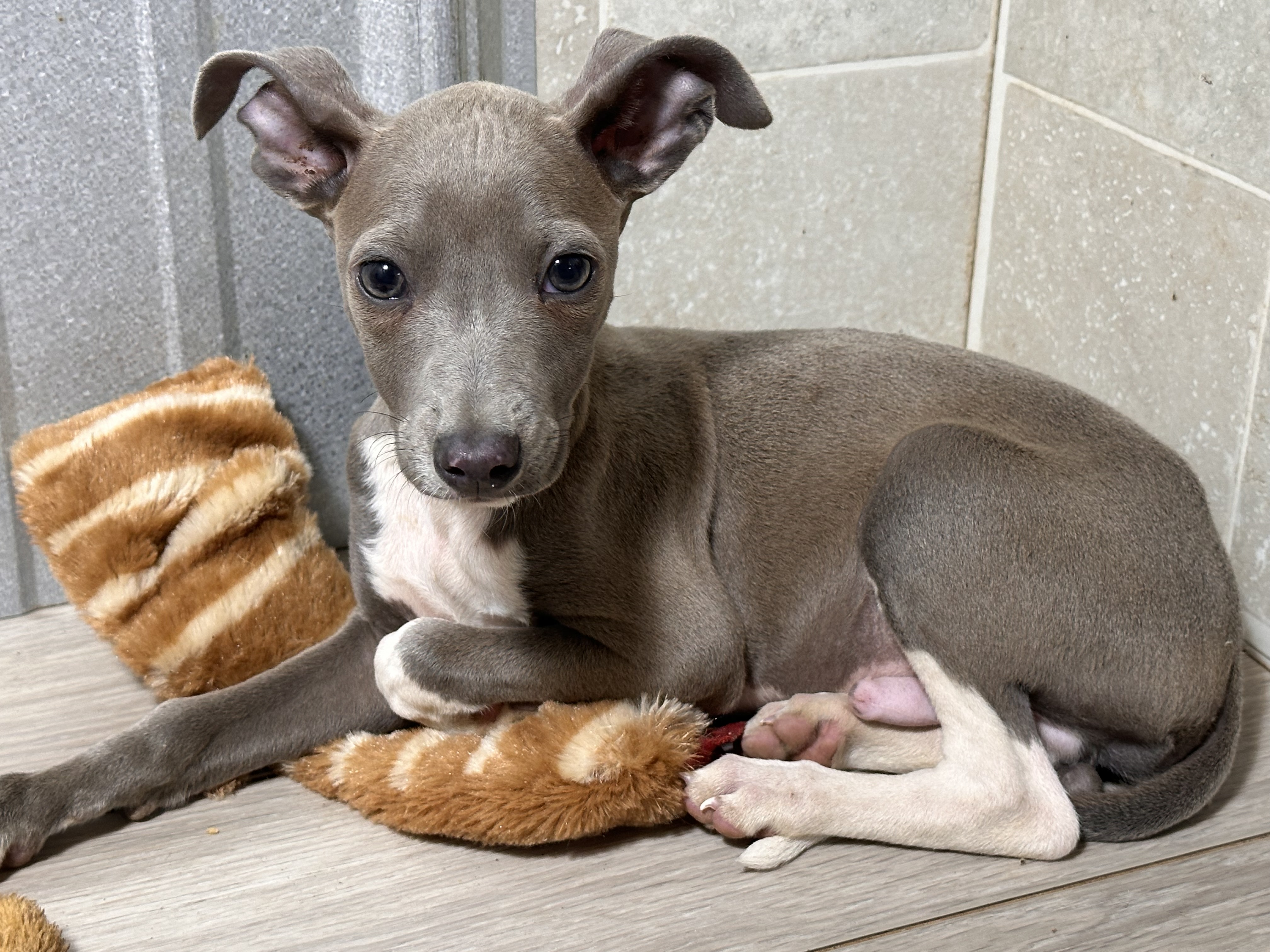 puppy, for, sale, Italian Greyhound, Kimberly  Dildine, dog, breeder, Willow Springs, MO, dog-breeder, puppy-for-sale, forsale, nearby, find, puppyfind, locator, puppylocator, aca