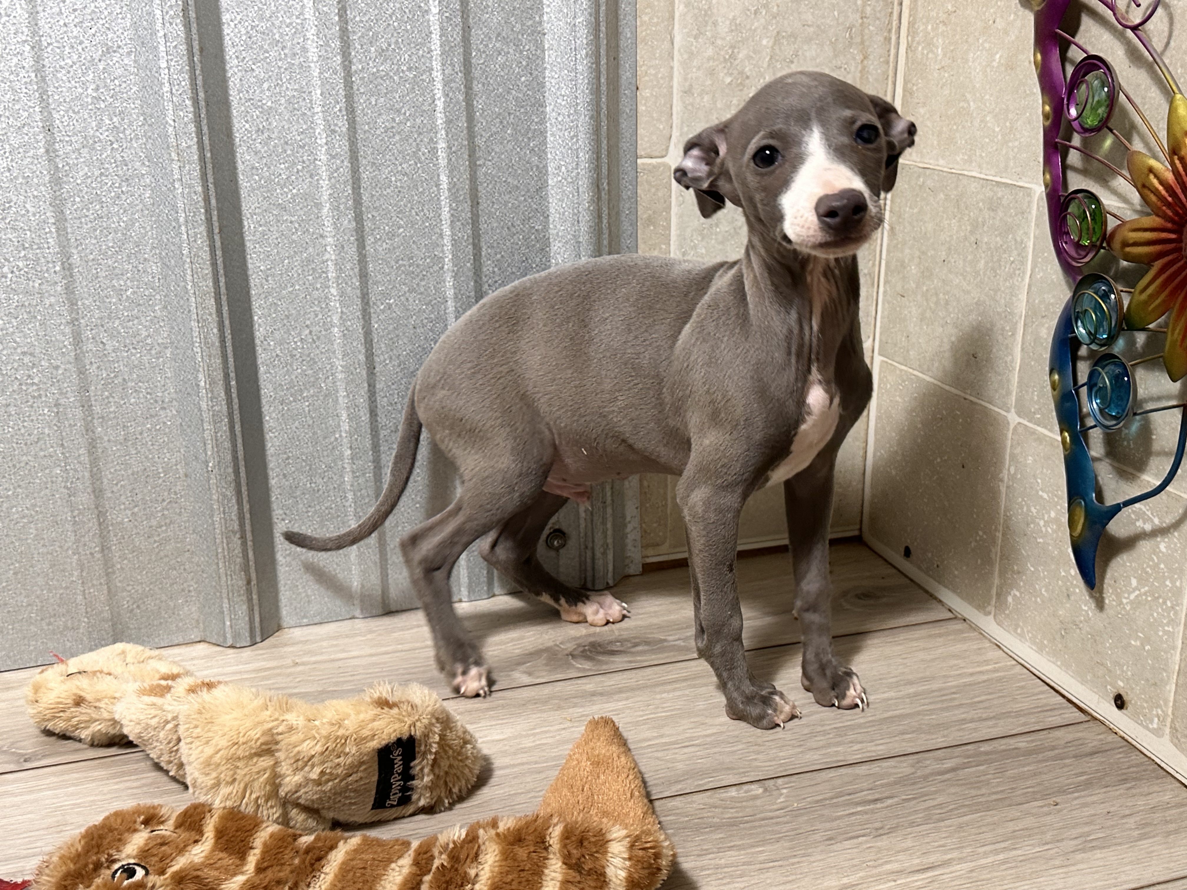 puppy, for, sale, Italian Greyhound, Kimberly  Dildine, dog, breeder, Willow Springs, MO, dog-breeder, puppy-for-sale, forsale, nearby, find, puppyfind, locator, puppylocator, aca