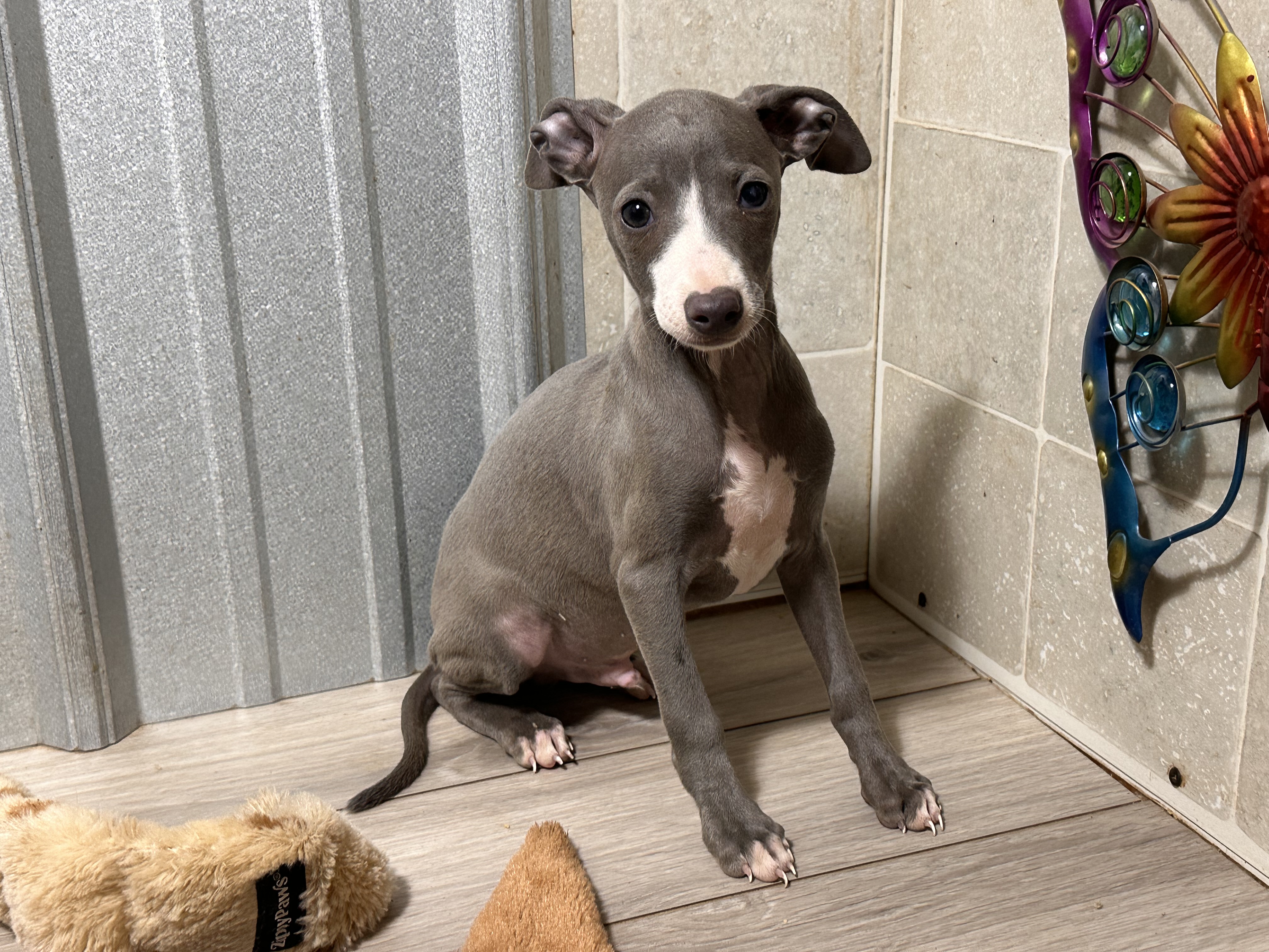 puppy, for, sale, Italian Greyhound, Kimberly  Dildine, dog, breeder, Willow Springs, MO, dog-breeder, puppy-for-sale, forsale, nearby, find, puppyfind, locator, puppylocator, aca