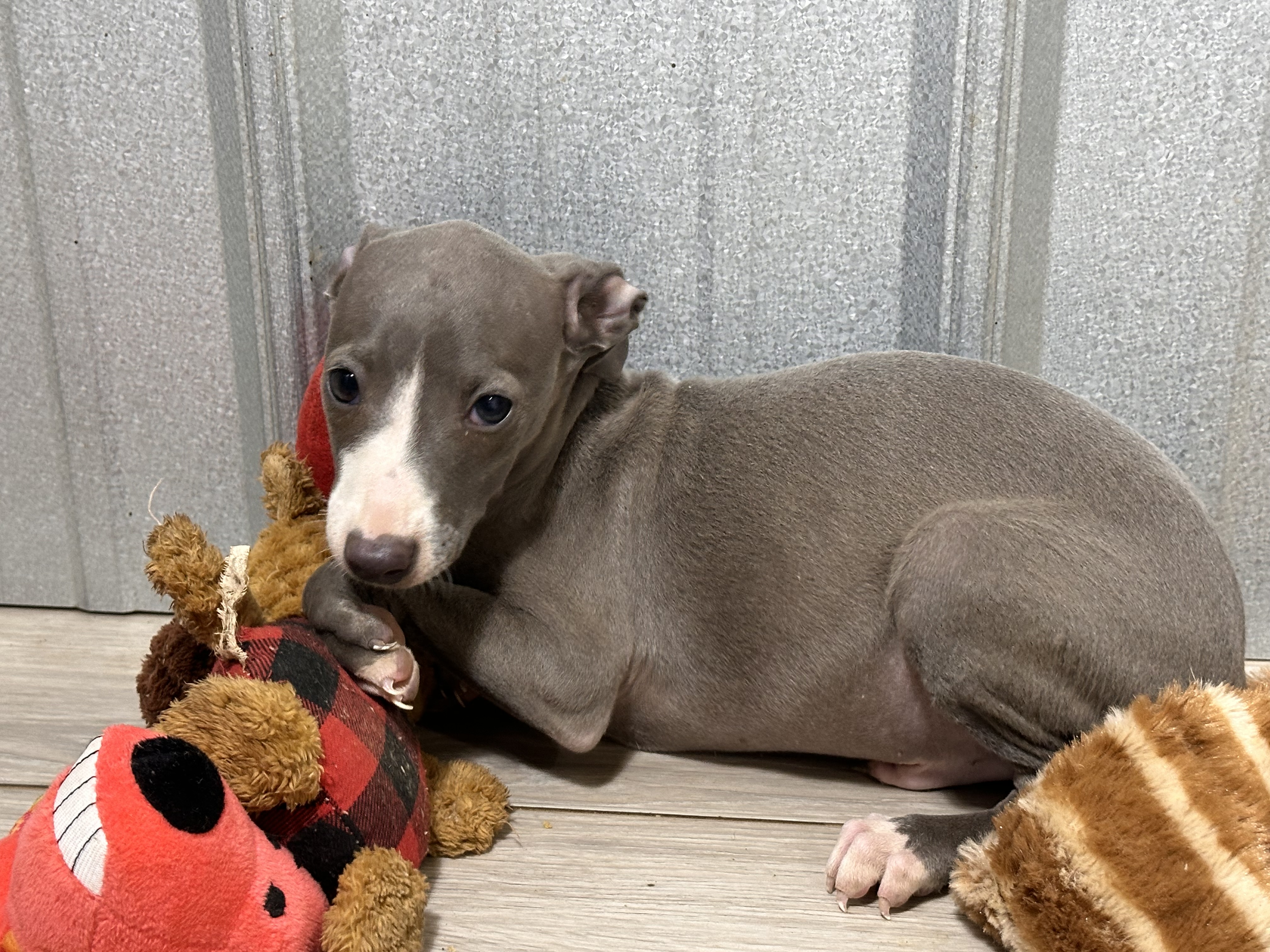 puppy, for, sale, Italian Greyhound, Kimberly  Dildine, dog, breeder, Willow Springs, MO, dog-breeder, puppy-for-sale, forsale, nearby, find, puppyfind, locator, puppylocator, aca