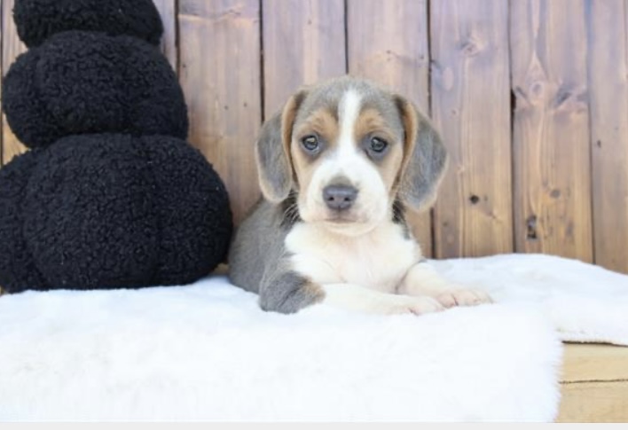 puppy, for, sale, Beagle, Nationwide Puppies  , dog, breeder, New York, NY, dog-breeder, puppy-for-sale, forsale, nearby, find, puppyfind, locator, puppylocator, aca