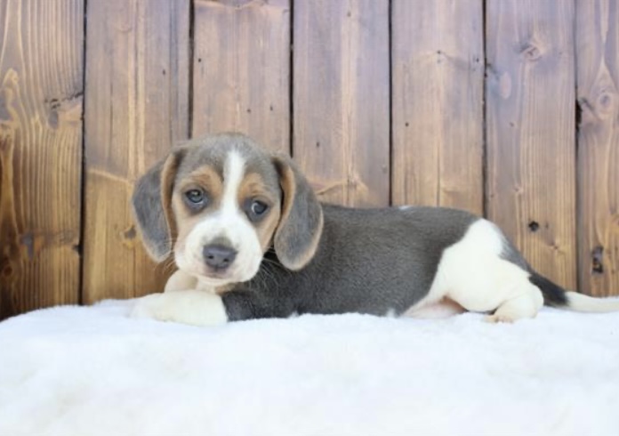 puppy, for, sale, Beagle, Nationwide Puppies  , dog, breeder, New York, NY, dog-breeder, puppy-for-sale, forsale, nearby, find, puppyfind, locator, puppylocator, aca