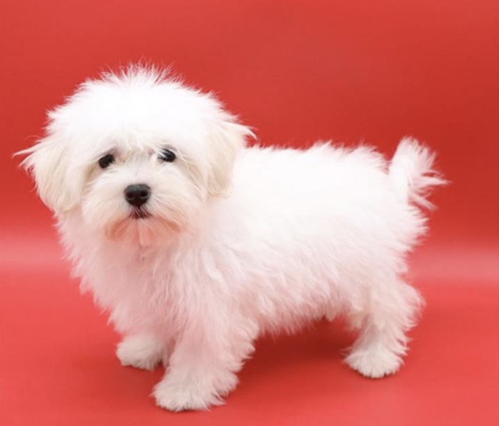 puppy, for, sale, Havanese, Nationwide Puppies  , dog, breeder, New York, NY, dog-breeder, puppy-for-sale, forsale, nearby, find, puppyfind, locator, puppylocator, aca