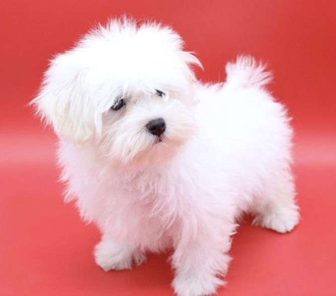 puppy, for, sale, Havanese, Nationwide Puppies  , dog, breeder, New York, NY, dog-breeder, puppy-for-sale, forsale, nearby, find, puppyfind, locator, puppylocator, aca