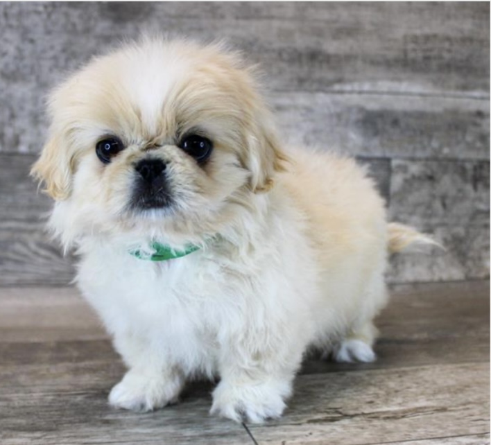 puppy, for, sale, Pekingese, Nationwide Puppies  , dog, breeder, New York, NY, dog-breeder, puppy-for-sale, forsale, nearby, find, puppyfind, locator, puppylocator, aca